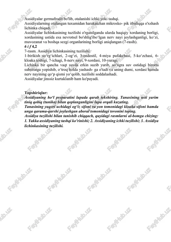 dan oldinga va orqaga qon tomirlari ketadi. 6-rasm. assidiyaning tashqi va ichki tuzilishi: a — umumiy ko‘rinishi, v — bo4yiga kesimi: 1-og‘iz sifoni, 2-kloaka sifoni, 3-tunika (qobiq), 4, 5-mantiya, 6- halqum, 7-halqum bo‘shligki, 8-jabra yoriqlari, 9-endostil, 10, 11-jabra oldi bokshlig‘i, 12-jabra oldi bo‘shlig‘i devori, 13-oshqozon, 14-jigar o‘simtasi, 15- anal teshigi, 16-urug‘don, 17-tuxum- don, 18-jinsiy bezlarining kanallari, 19- yurak oldi xaltasi, 20-yuragi, 21-nerv tuguni. assidiya tanasida hosil bo'lib turadigan dissimilyatsiya mahsulotlari ayrim hujayralar ichida to'planib turadi va ular organizmda qoladi. voyaga yetgan assidiyalarda xordasi butunlay yo'qolib ketadi. nerv nayi esa qisqarib, og'iz sifoni bilan kloaka sifoni oralig'ida yagona nerv tugunini hosil qiladi. lekin ular-ning lichinkasida xordalilar tipiga xos bo'lgan barcha tuzilish belgilari saqlangan. assidiyalar germafrodit bo'lib, otalanishi ichki yoki tashqi. assidiyalarning otalangan tuxumidan harakatchan mikrosko- pik itbaliqqa o'xshash lichinka chiqadi. assidiyalar lichinkasining tuzilishi o'rganilganda ularda haqiqiy xordaning borligi, xordasining ustida esa nevrotsel bo'shlig'ibo‘lgan nerv nayi joylashganligi, ko‘zi, muvozanat va boshqa sezgi …