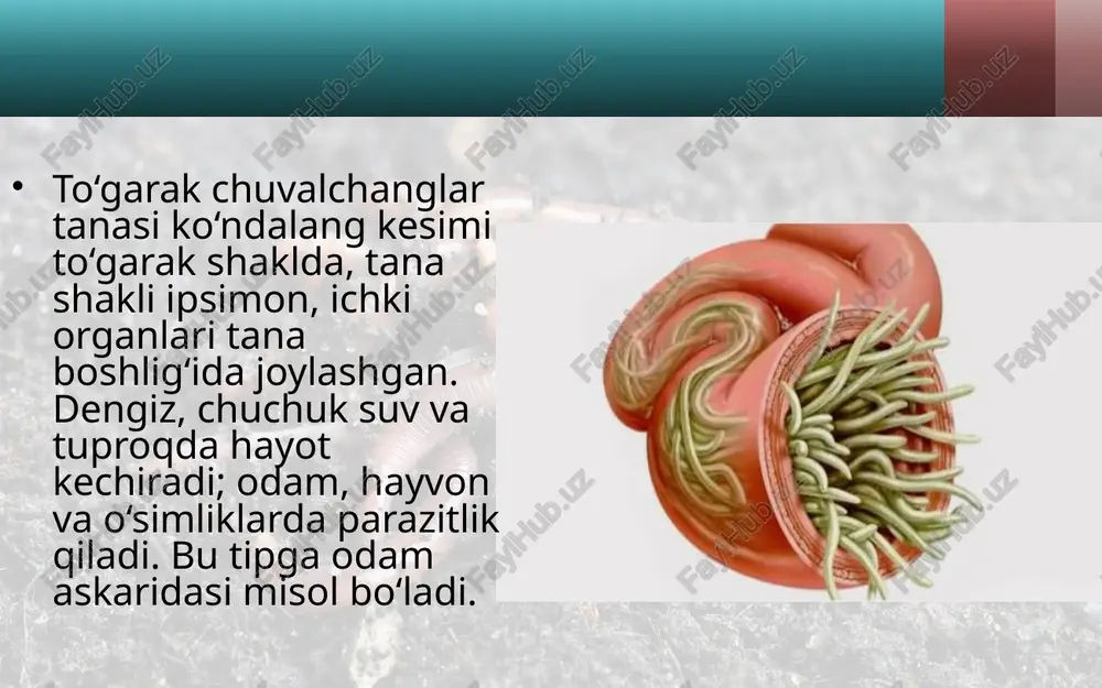 st bilan qoplangan tuxumlarini xo‘jayini ichagiga qo‘yadi. tuxumlar axlat bilan tashqariga chiqariladi. nam joyda tuxumlar ichida lichinkalar rivojlanadi. tuxumlar iflos qo‘l yoki yuvilmagan sabzavot va mevalar orqali odamning ichagiga tushganida ulardan lichinkalar chiqadi. lichinkalar qon orqali o‘pkaga boradi; so‘ngra balg‘am bilan og‘izga tushadi. ular og‘izdan yana ichakka qaytib tushgach, rivojlanib voyaga yetadi va tuxum qo‘yishga kirishadi. askaridaning zarari. askarida bilan kasallangan kishi ozib ke ta di, rangi siniq bo‘ladi. uning qorni muntazam og‘rib turadi. ichakdagi askaridalar maxsus dorilar yordamida haydaladi. askaridani yuqtirmaslik uchun sabzavot, meva va poliz mahsulotlarini yaxshilab yuvib iste’mol qilish hamda shaxsiy gigiyena qoyidalariga qat’iy rioya qilish zarur. to‘garak chuvalchanglarning kelib chiqishi. to‘garak chuvalchanglar tana bo‘shlig‘i va anal teshigining bo‘lishi, ichki organlarining ancha murakkab tuzilganligi bilan yassi chuvalchanglardan farq qiladi. olimlarning fikricha, tarixiy rivojlanish jara yonida qadimgi yassi chuvalchanglar tanasida tana bo‘shlig‘i va orqa chiqaruv teshigi paydo bo‘lgan; ulardan to‘garak chuvalchanglar kelib chiqqan. savol va topshiriqlar askaridaning tashqi …