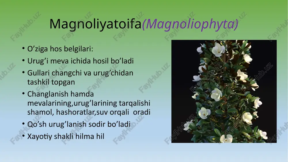 o’zbekistonda yirik gulli magnoliya va lola darahti o’sadi magnoliyadoshlar oilasining turlari: yirik gulli magnoliya (magnoliya grandiflora) lola darahti (liliodendron tulipifyera) yirik gulli magnoliya (magnoliya grandiflora) bo’yi 6-8 metr, doimo yashil o’simlik vatani xitoy,yaponiya, kareya va shimoliy amerika vatanida bo’yi 30 metrgacha boradi urug’lanish chand donasi:vegetativ va generative hujayraga ega.generativ hujayra ikki bo’linib 2 ta spermiyni hosil qiladi.chaglanish natijasida urug’chi tumshuqchasiga tushgan chang donasining vegetative hujayrasi o’sib nay yo’lini hosil qiladi. urug kurtagning ihida murtak haltasi bor, unda markaziy hujayra va tuhum hujayra joylashgan. urug’lanish jarayonida urug’langan tuhum hujayradan murtak,urug’langan markaziy hujayradan endosperm hosil bo’ladi bargining tuzilishi barglari: oddiy etli chetlari tekis qirrali novdada navbatlashib joylashadi gullari yirik oq rangli hushbo’y limon hidini beruvchi aktinomorf gulqo’rg’oni doirada 3 qator bo’lib joylashgan chanchi va urug’chilari ko’p spiral shakilda joylashgan urug’kurtagi 6 tagacha gul diagrammasi p3+3a3+3+3+3g1 perigonium-oddiy gulqorg’on(p) -murakkab gulqo’rg’on calix-gulkosacha (ca) -corolla-gultojibarg(co) androsey-chanchi (a) ginesey-urug’chi (g) lola darahti (liliodendron tulipifyera) bo’yi 30-40 …