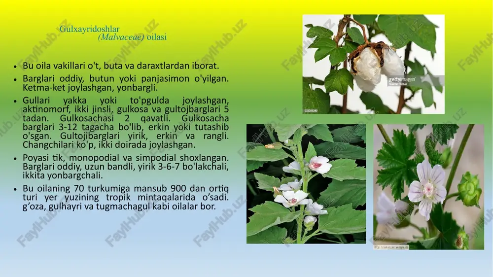 iy holda o'sadi. dorivor gulxayri - altheae officinalis - ko'p yillik, bo'yi 70-150 sm o'simlik. poyasi tik o'sadi, biroz shoxlangan. barglari tuxumsimon uchburchak - yuraksimon, ba’zan 3-5 bo'lakli. lyun- sentabr oylarida gullab, urug' beradi. to'qaylarda va sernam tog'larning pastki qismlarigacha bo'lgan yerlarda o'sadi. tugmachagul (malva) turkumi bu turkum vakillari bir va ko'p yillik o't o'simliklardan iborat ostki gulkosachalari 2-3—5 ta, erkin, qalami yoki cho'ziq nashtarsimon bargchalardan iborat. mevasi ko'p urug'li (mevachali) to'p- mevadan iborat. o'rta osiyoda 12 turi,o'zbekistonda 6 ta turi o'sadi. tugmachagul-malva neglecta - bir yillik, bo'yi 10— 40 sm li o't. poyasi yer bag'irlab, ba’zan yerdan biroz ko'tarilib o'sadi, shoxlangan. barglari uzun bandli, 5—7 bo'lakli. gullari pushti, barg qo'ltig'ida joylashgan. aprel-sentabr oylarida gullab, urug beradi. sug‘oriladigan va bahorikor yerlarda tarqalgan. begona o‘t e’tiboringiz uchun rahmat! image1.png image2.png image3.png image4.png image5.jpeg image6.png image7.png image8.png image9.png image10.png image11.png image12.png /docprops/thumbnail.jpeg