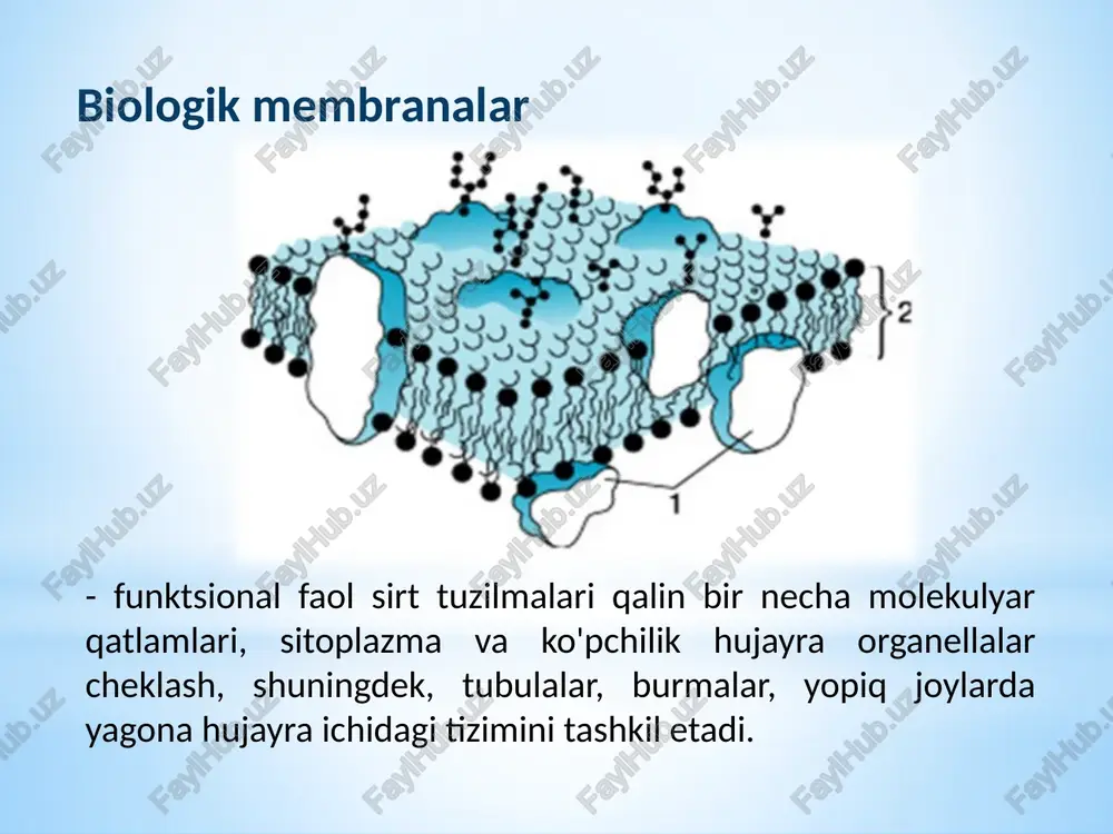 ko'plab fermentlar bilan bog'liq. membrananing moddalar almashinuvidagi roli va ularning xilma-xilligi yadro membranasi yadro qobig'i tashqi va ichki yadro membranalaridan iborat. yadro membranasining teshiklari bor, ular orqali rnklar yadrodan sitoplazmaga, tartibga soluvchi oqsillar esa sitoplazmadan yadroga o'tadi. ichki yadro membranasi yadro matritsasining asosiy polipeptidlari - lamin a, lamin b va lamin c uchun bog'lanish joylariga ega bo'lgan maxsus oqsillarni o'z ichiga oladi. bu oqsillarning muhim vazifasi mitoz jarayonida yadro membranasining parchalanishidir. membrana endoplazmaticheskogo retikuluma (er) endoplazmatik retikulum membranasida ko'plab burmalar va burmalar mavjud. u endoplazmatik retikulum bo'shlig'i deb ataladigan ichki bo'shliqni chegaralovchi uzluksiz sirt hosil qiladi. qo'pol endoplazmatik retikulum ribosomalar bilan bog'liq bo'lib, ularda plazma membranasining oqsillari, endoplazmatik retikulum, golji apparati, lizosomalar va ajratilgan oqsillar sintezlanadi. endoplazmatik retikulumning ribosomalari bo'lmagan hududlari silliq endoplazmatik retikulum deb ataladi. golgi apparati golji apparati muhim membrana organellasi bo'lib, turli moddalarni o'zgartirish, to'plash, saralash va tegishli hujayra ichidagi bo'limlarga, shuningdek hujayra tashqarisiga yo'naltirish uchun javobgardir. …