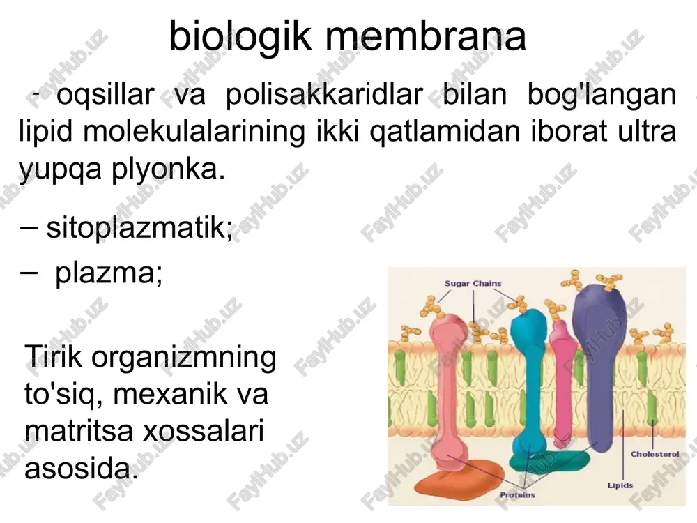 olipin 1 boshqalar r2 osonlashtirilgan diffuziya maxsus oqsillar yordamida moddalarni membrana orqali tashish. teshiklar membranadagi teshiklardir integral oqsillar tomonidan hosil bo'ladi. kanallar - membranadagi teshiklar, integral bilan hosil qilingan oqsillar va darvozaga ega mexanizm, o'tkazuvchanlik orqali tartibga solinadi. tashuvchi oqsillar oqsillar bo'lib, ular membrananing bir tomonidagi ligand bilan tanlab bog'lanadi, so'ngra ligandni membrananing qarama-qarshi tomoniga o'tkazish uchun konformatsiyasini o'zgartiradi va ligandni chiqaradi. endositoz faol transport turi shakllanishi bilan endositik vesikula. har doim retseptorlar vositachiligida har doim sitoskeleton ishtirok etadi ligand endositoz turlari fagotsitoz - kattaligi 10-6 m dan katta bo'lgan jismlarning hujayra tomonidan so'rilishi jarayoni, masalan, bakteriyalar, viruslar, o'lik hujayra qoldiqlari va boshqalar. rofeotsitoz - kattaligi 10-9 m-10-6 m oralig'ida bo'lgan jismlarning hujayra tomonidan so'rilishi jarayoni. pinotsitoz - suyuqlik fazasining hujayra tomonidan hajmi 10-9 m dan kichik bo'lgan eruvchan moddalar (oqsillar, polisaxaridlar va boshqalar) bo'lgan muhitdan so'rilishi jarayoni. chegaralangan chuqurchalar klatrin - trimerlar tomonidan hosil qilingan hujayra ichidagi oqsil molekulasi. …