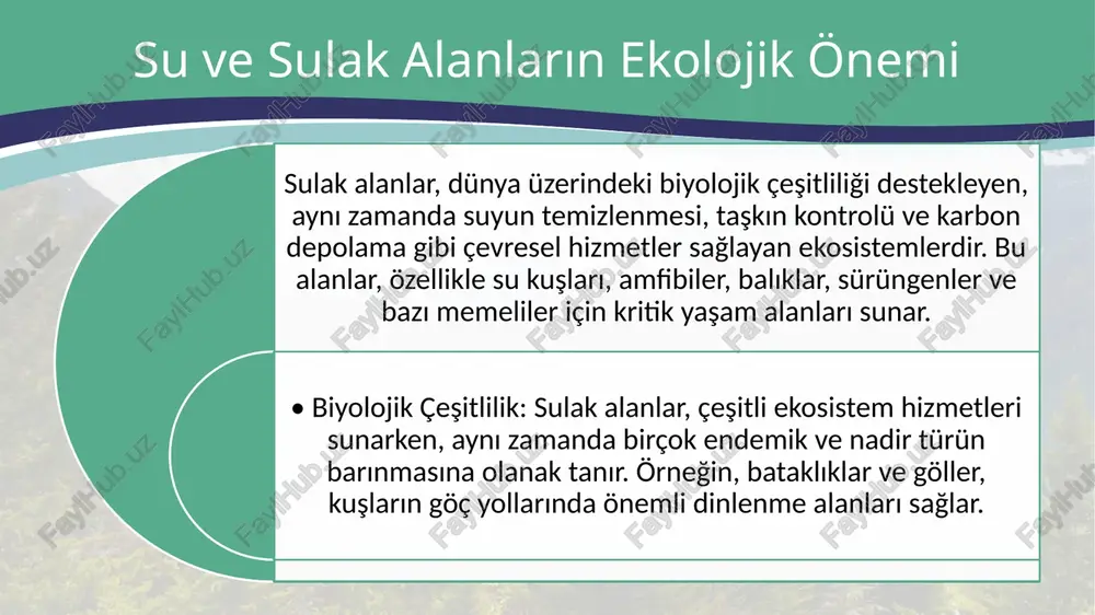 sistemlerin yok olmasına yol açar. altyapı projeleri ve yerleşim alanları sulak alanların doğal işlevlerini bozar. 5. i̇stilacı türler: yerel türleri tehdit eden istilacı türlerin su ekosistemlerine girmesi, yerel biyoçeşitliliği tehdit eder. özellikle balık türleri ve amfibiler, istilacı türler nedeniyle zarar görebilir. korunma yöntemleri sulak alanların korunması, ekosistemlerin işlevlerini devam ettirebilmesi için kritik öneme sahiptir. koruma stratejileri, hem biyolojik çeşitliliği korumayı hem de bu alanların ekosistem hizmetlerini sürdürebilmesini amaçlamaktadır. 1. sulak alanların korunması için hukuki düzenlemeler: • uluslararası anlaşmalar: ramsar sözleşmesi gibi uluslararası anlaşmalar, sulak alanların korunmasını teşvik eder. bu anlaşmalar, sulak alanların dünya çapında korunmasına yönelik bağlayıcı önlemler getirir. • yerel koruma alanları: milli parklar ve doğal koruma alanları oluşturulması, sulak alanların korunmasına katkı sağlar. bu alanlarda tarım, inşaat ve diğer tahrip edici faaliyetler sınırlanabilir. 2. sürdürülebilir yönetim: sulak alanların yönetimi, ekosistem dengesinin korunmasını sağlayacak şekilde yapılmalıdır. suyun sürdürülebilir kullanımı, çevre dostu tarım uygulamaları ve yerel halkla işbirliği gereklidir. 3. …