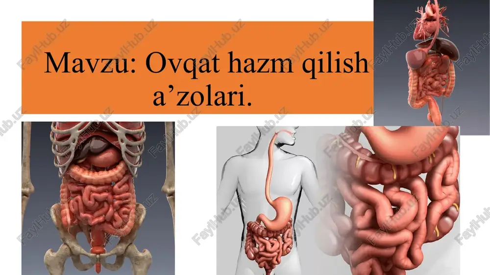 n iborat. tish toji tishning og'iz bo'shlig'ida ko'rinib turgan qismi bo'lib, to'rtta yuzasi bor. tilga qaragan yuzasi, og'iz dahliziga qaragan yuzasi (kurak tishlarda lablarga qaragan), kichik va katta oziq tishlarda lunjga qaragan bo'ladi. tishlarning o'zaro yondosh yuzasi va chaynov yuzasi tafovut qilinadi. hazm sistemasi tishlar tish bo'yni tish toji bilan ildizi o'rtasidagi toraygan qismi. uni atrofidan milkning shilliq pardasi o'rab turadi. tish ildizi bittadan uchtagacha bo'lib, tish katakchalarida joylashgan. u ildiz uchi bo'lib tugaydi. tish toji ichidagi tish bo'shlig'i ildizga kanal bo'lib davom etadi. bu kanal ildiz uchida ildiz uchi teshigi bo'lib ochiladi. u orqali kirgan qon tomir va nervlar tish pulpasini hosil qiladi. hazm sistemasi halqum halqum bosh va bo'yin sohasida joylashgan toq a’zo bo'lib, hazm va nafas tizimiga kiradi. u quyg'ichsimon shaklda bo'lib uzunligi 12—14 sm. halqum yuqorida kalla asosiga (ensa suyagi halqum bo'rtig'i, ponasimon suyak qanotsimon o'simtasining medial plastinkasi) birikadi. pastda u vi—vii bo'yin umurtqalari sohasida qizilo'ngachga …