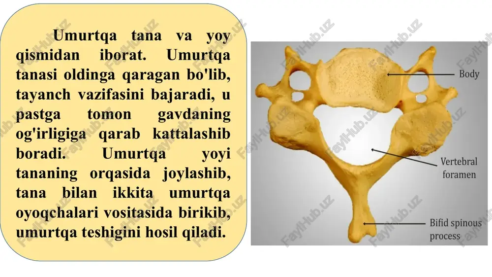i bo'ladi. x— umurtqaning ikki ustki chekkasida (x qovurg'a uchun)bittadan yarim chuqurcha bor. xi—xii umurtqalaming yon tomonlarida esa bittadan to'liq chuqurchalar bor. bel umurtqalari 5 ta bo'lib, ularga og'irlik ko'p tushgani uchun tanasi kattalashgan va loviyasimon shaklda. umurtqa teshigi uchburchak shaklida. ko'ndalang o'simtasi rudiment holidagi qovuig'a bo'lgani uchun qovurg'a o'simtasi deyiladi. dumg‘aza umurtqalari 5 ta bo'lib, o'smirlik davrida o‘zaro birikib, uchburchak shaklidagi bitta butun dumg‘aza suyagini hosil qiladi. uning yuqori serbar qismi asosi, pastga va oldinga yo'nalgan uchi, oldingi chanoq yuzasi, orqa yuzasi tafovut qilinadi. dum umurtqalari 4—5 ta bo'lib, odamda qoldiq (rudimentar) umurtqalar hisoblanadi; ular katta odamda suyaklanib uchburchak shaklidagi dum suyagini vujudga keltiradi. u oldinga qarab bukilgan bo'lib, asosi yuqoriga, uchi esa pastga qaragan. to'sh suyagi frontal sathda joylashgan yassi suyak. unda 1) yuqorigi qismi — sopi, 2) o'rta qismi — tana; 3) pastki qismi—xanjarsimon o'simta tafovut qilinadi. to'sh suyagining sopi uning kengaygan va qalin qismi bo'lib, yuqori …