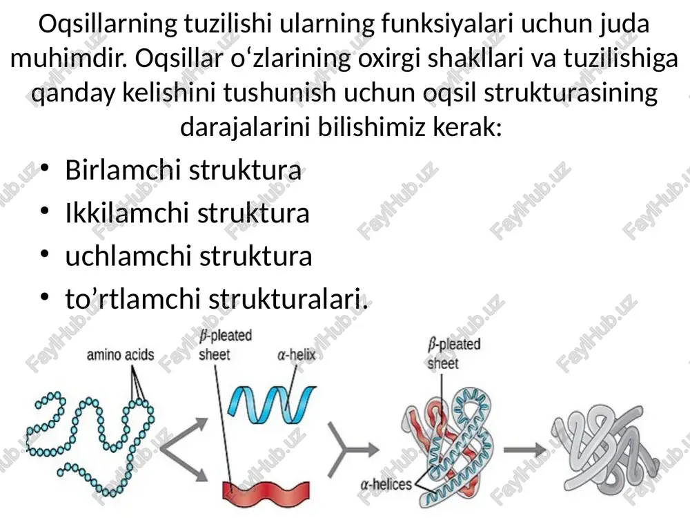 n tanachalariga taʼsir koʻrsatuvchi irsiy kasallik hisoblangan oʻroqsimon hujayrali anemiyani keltirib chiqaradi. shuni eʼtiborga olish kerakki, gemoglobin molekulasi ikkita α va ikkita β zanjirdan iborat va ularning har biri 150 ta aminokislotani oʻz ichiga oladi, umumiy bitta oqsilda 600 ta aminokislota boʻladi. normal gemoglobin molekulasi va oʻroqsimon hujayra molekulasi taxminan 600 ta aminokislotadan 2 tasida farq qiladi. quyidagi qon namunasida normal hujayralar bilan aralashib ketgan “oʻroqsimon” hujayra koʻrsatilgan. xulosa xulosa qilib aytganda oqsillarning biologik xususiyatlari, eng avvalo ularning birlamchi strukturasiga bog’liq. oqsillarning barcha hususiyatining asosi oqsillarning birlamchi strukturasi hisoblanadi. oqsilning ikkilamchi strukturasi. vodorod bog’lari tufayli hosil bo’ladigan polipeptid zanjirning spiral konfiguratsiyasi oqsillarning ikkilamchi strukturasi deyiladi. ikkilamchi strukturasi qanday hosil bo’ladi. oqsil molekulalari bir xil molekulyar og’irlikka ega bo’lgan chiziqli polimerlar molekulalariga nisbatan ancha zich joylashgan bo’ladi, chunki oqsil molekulalarining ma’lum qismi spiral shaklida tuzilgan. spiral o’ramlari vodorod bog’lari orqali bir-biriga tortilib turadi. zanjir r guruhidan tashqari faqat polipeptid zanjirigagina tegishlidir, …