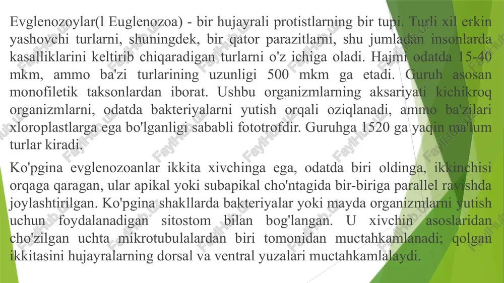 hujayra membranalari bilan bog’langan. ulardan 2 tasi markaziy , qolgani esa periferik fibrillalar deyiladi. markaziy fibrillalar tayanch, periferik fibrillalar esa lokomtor (harakatlanish) funksiyasini bajaradi. evglenoidlar 1000 ga yaqin turni o’z ichiga olib, asosan chuchuk suvda uchraydi, ayniqsa u organik moddalarga boy bo'lsa. ulardan faqat bir nechtasi dengiz suvlarida yashaydi yoki endosimbiontlardir. ko'pchilik xloroplastlarga ega va fotosintez qiladi, boshqalari esa fagotsitoz yoki pinotsitoz bilan oziqlanadi . evglenasimonlar oziqlanish usuliga ko’ra xilma-xil. evglenalarning oziqlanishi tashqi muhit sharoiti o’zgarishi bilan bir xildan ikkinchi xilga o’tishi mumkin. bu turkumga yashil evglena (euglena viridis), euglena atsus, euglena spirogyra va boshqalar kiradi. diplonemalar- erkin yashovchi protozoalarning kichik guruhi, ammo ba'zilari fakultativ parazitlardir. ular ayniqsa, detrit, suv o'tlari va boshqa o'rta kattalikdagi zarralarni iste'mol qiladigan dengiz muhitida keng tarqalgan. ikki turi chuchuk suvda yashaydi. ular oval yoki xaltaga o'xshash shaklga ega va subapikal xaltachaga kiritilgan ikkita qisqa xivchinga ega. diplonema bir xil uzunlikdagi ikkita qisqa xivchin va …