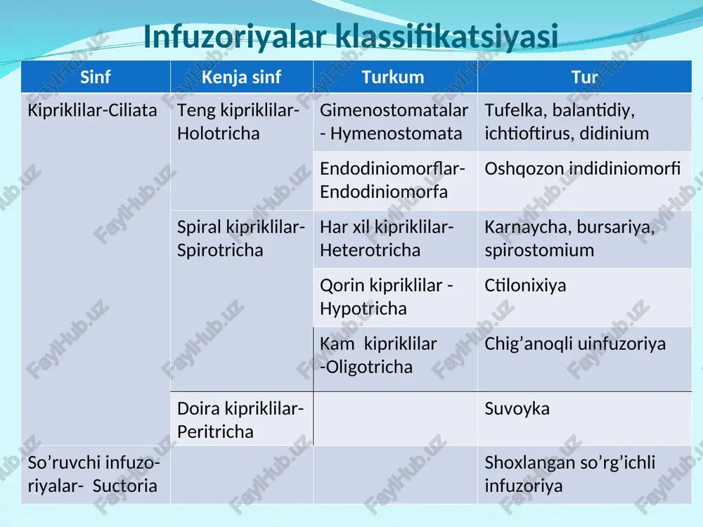 hujayrasi sirti pellikula qobiq bilan o’ralgan. pellikula ostidagi ektoplazmada otiluvchi tayo’qchasimon tanachalar joylashgan. tanachalar himoya vazifasini bajaradi. yirtqich hayvon hujum qilganida tanachalar otilib chiqib, hayvon tanasiga sanchiladi. endoplazmasida ikkita qisqaruvchi vakuola, juda ko’p hazm vakuolalari, bittaddan loviyasimon katta yadro-makronukleus va dumaloq kichik yadro-mikronukleus joylashgan. oziqlanishi. tufelka tanasining yon tomonida chuqurchasi tubida og’iz teshikchasi joylashgan. chuqurcha chetlari kipriklar bilan o’ralgan. kiprikchalar harakatlanganda suvdagi mayda organizmlar (bakteriyalar) va organik zarralar og’iz teshigiga o’tadi. og’iz teshigi qisqa halqum bilan tutashgan. oziq moddalar halqum tubida to’planganda, sitoplazmadan bir tomchi suyuqlik ajralib, hazm qilish vakuolasi hosil bo’ladi. vakuola halqum tubidan ajralib, sitoplazmaga tushadi. uning ichidagi oziq hazm bo’lib, sitoplazmaga so’riladi. hazm bo’lmagan oziq qoldig’i tanasining keyingi qismida joylashgan maxsus chiqaruv teshigi (poroshista) orqali chiqarib yuboriladi. nafas olishi va ayirishi. moddalar almashinuvi natijasida hosil bo’lgan keraksiz mahsulotlar va ortiqcha suv tufelka tanasi oldingi va keyingi qismida joylashgan qisqaruvchi vakuolalar orqali chiqariladi. qisqaruvchi vakuola yig’uvchi uzun naychalar, …