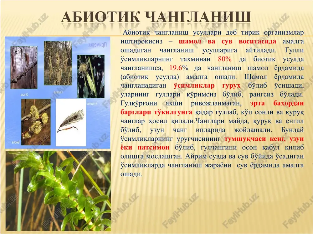 bulutsimon parenximalarga ajralmagan bo'lib, faqatgina bir xil – bulutsimon to'qimadan tashkil topgan, bu to'qimaning hujayralararo bo'shliqlari katta bo'lib, ularning bo'shliqlarida havo to'planadi va ularning barglarini suv yuzasida muallaq turishini ta'minlaydi. odatda, suv o'simliklarining gullari va to'pgullari hamda tanasining bir qismi suvdan tashqarida (suv yuzasida) shakllanadi, qolgan qismi esa suv ostida rivojlanadi. bunday o'simliklarning gullari ham odatda (quruqlik o'simliklari kabi) shamol yoki hasharotlar yordamida changlanadi. masalan, barglari suv yuzasida suzib yuruvchi, diametri 2 metrga etuvchi, gullarining diametri 35 sm ga etadigan viktoriya victoria regia o'simligi ham hasharotlarning melolontha melolontha turi bilan changlanadi. nilufar (kuvshinka) - nymphaea o'simligining ko'pgina turlari (n. alba, n. mexicana, n. gigantea) ham entomofil usulda changlanadi. nilufar (kuvshinka) - nymphaea o'simligi bizda akvarium o'simligi sifatida keng tarqalgan kabomba o'simligi o'z vatanida, ya'ni shimoliy amerikada gullari nektar ajratib, jalb qiladigan mayda qo'shqanotli hasharotlar yordamida changlanadi. bu o'simliklarning gullarining changlanishi entomofil bo'lishi, o'zidan nektar ajratishi, dixogam va ayrim jinsli bo'lishiga …