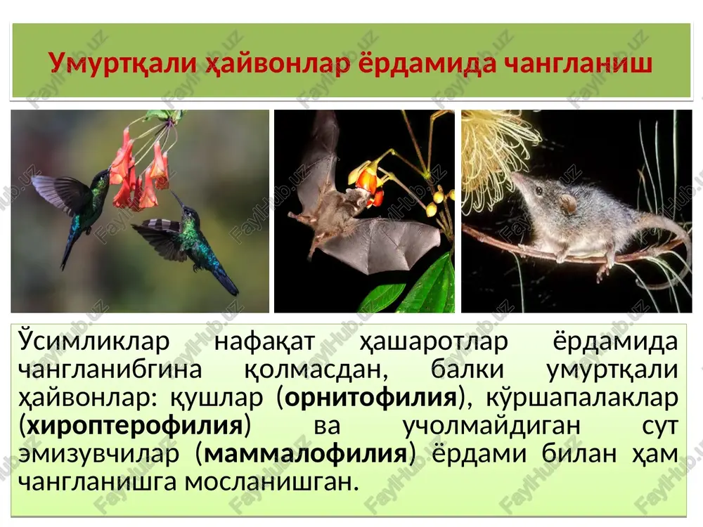 ri (trochilidae) asalari kattaligicha va undan sal yirikroq bo'lishadi (tanasining o'lchami 5.7 sm va vazni 1.6 g). er yuzida ularning 106 turkumi va 357 turi ma'lum. boshqa qushlardan uzun va ingichka tumshuqlari, uzun tillari, zaif va kichkina, yurishga yaramaydigan oyoqlarining bo'lishi bilan farq qiladi. kolibri qushlari kalibrilar (trochilidae). asalso'rarlar (meliphagidae) asalso'rarlarning 170 dan ortiq turi bo'lib, ularning areali – janubi-sharqiy osiyo, yangi gvineya, avstraliya, tinch okean orollari (gavay orollari bilan). asalso'rarlar tashqi ko'rinishi, rangi, yashash sharoitlari va tanasining o'lchami (9-32 sm) bilan bir-biridan farq qilishadi. ular asosan o'rmon qushlari bo'lishsada, dasht va savannalarda uchraydigan turlari ham mavjud. ularning aksariyati nektar, gul changi va hasharotlar bilan oziqlanishadi. ayrimlari esa mevalarni hush ko'rishadi. avstraliyada ular evkalipt daraxtlarini changlantirishda asosiy rolni o'ynaydi. asalso'rarlar (meliphagidae). nektarso'rarlar (nectariniidae) aksariyat ornitofil qushlarning patlari yorqin va yaltiroq yashil rangda bo'ladi. bu qushlar asosan, ochiq joylarda yashashadi, ochiq rangli bo'lmagan turlari esa o'rmonning ichki qismlarida yashaydi. nektarso'rarlarning tumshuqlari …