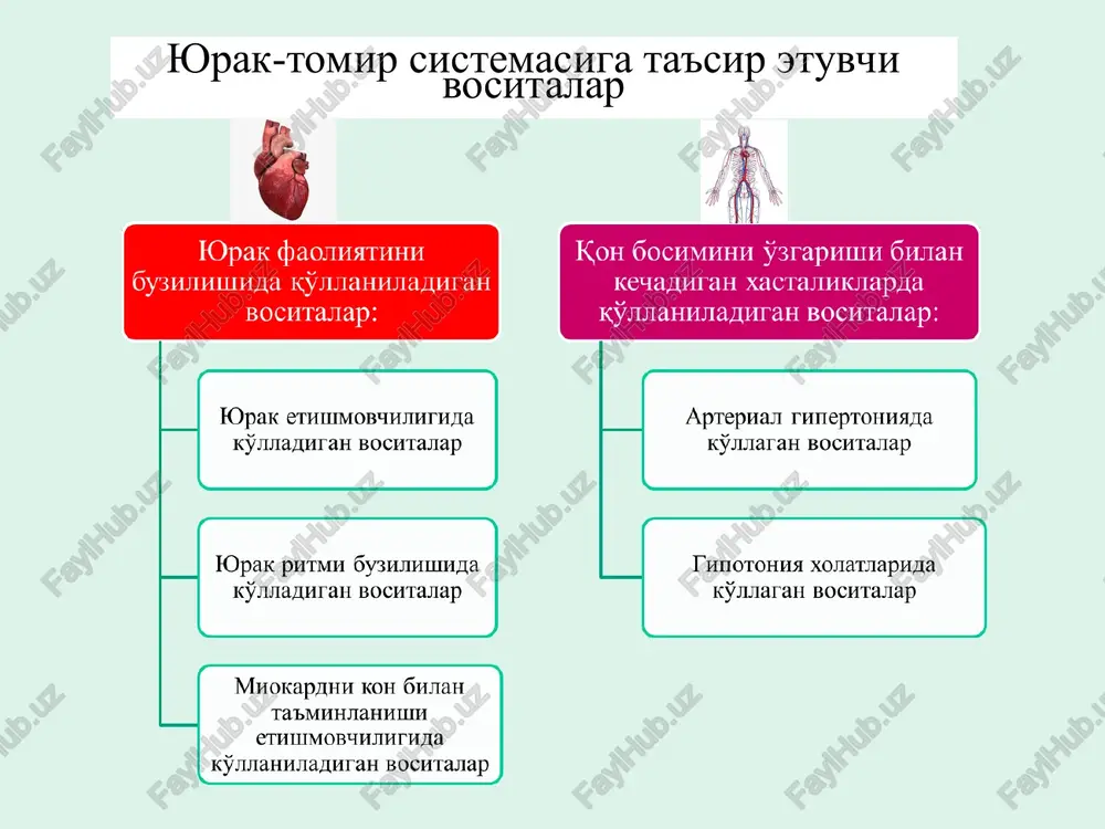 a+2 sitozolda toʻplanadi. sarkoplazmatik retikulum (sr) membranasidagi 2-tip rayonadin retseptlari (ryr2) qoʻzgʻaladi. sr dan ca +2 sitozolga chiqadi troponin kompleksi troponin c qismiga bogʻlanadi. aktomiozin kompleksi qisqaradi. miokard chuqurroq, kuchliroq, effektliroq qisqaradi. ( + inotrop effekt) + inotrop effekt (,,inos”- tola, muskul; ,,tropos- yo`nalish) inotrop ta`sir tufayli ekg da: t tishcha yoki s-t izoliniyadan tushishi mumkun tonotrop effekt tufayli kardiomiotsit miofibrillalarining tonusi ortadi. sekin-asta dilatatsiyaga uchragan miokard zonasi o`z holiga qaytadi. + tonotrop effekt -xronotrop effekt (,,chronos”-vaqt) diastolik effekt ham deyiladi. yurakni bo`shashish vaqti uzayadi. natijada minutlik yurak urishlar soni kamayadi. (bradikardiya) bu effect 2 xil yo`l bilan amalga oshadi a. kardio-kardial reflex. glikozidlarning miokard va sinokarotid zonadagi baroretseptorlarga bevosita ta`siri natijasida reflector yo`l bilan n.vagus tonusi ortadi m2 (gi)-xolinoretseptorlar aktivlashadi. bradikardiya (vagal effect) a. musbat inotrop ta`sir tufayli qancha kuchli qisqarsa, diastola shuncha kuchli va uzoq amalga oshadi. (frank-starling qonuni) ekg da r-r interval uzayadi -dromotrop av tugun va …