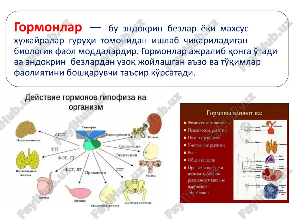 glitazon. - ingichka ichakda glyukozaning so'rilishini pasaytiruvchi preparatlar (α-glyukozidaza ingibitorlari) akarboza. - glyukagon ishlab chiqarilishining ingibitorlari (amilinning sintetik analoglari) pramlintid. 7. buyrak usti bezi gormoni preparatlari, ularning sintetik analoglari va antagonistlari a) glyukokortikoidlar va hosilalarining preparatlari - tabiiy gormonlar va ularning efirlari gidrokortizon. gidrokortizon atsetat. - sintetik preparatlar prednizolon. deksametazon. triamtsinolon. fluotsinolon atsetonid (sinaflan). flumetazon pivalat. beklometazon. b) mineralokortikoidlar va hosilalarining preparatlari ftorgidrokortizon atsetat. dezoksikortikosteron atsetat. v) mineralokortikoidlarning antagonistlari spironolakton 8. jinsiy gormonlar va sintetik analoglarining preparatlari, gormonlar biosintezining antagonistlari va ingibitorlari a) estrogen preparatlar va ularning sintetik o'rinbosarlari estradiol. estron. estriol. b) estrogen antagonistlari klomifen tsitrat. tamoksifen tsitrat. v) gestagenlar va hosilalarining preparatlari progesteron. medroksiprogesteron atsetat. pregnin. pregnandiol. g) gestagen antagonistlari mifepriston d) androgen preparatlari testosteron propionat e) androgen antagonistlari flutamid. tsiproteron atsetat. j) 5-α-reduktaza ingibitorlari finasterid 9. anabolik steroidlar fenobolin. retabolil. metandrostenolon. buyrak usti bezining po'stloq qavati 40 dan ortiq steroidlar ishlab chiqaradi. ularning ko'pchiligi hayotiy muhim biologik …