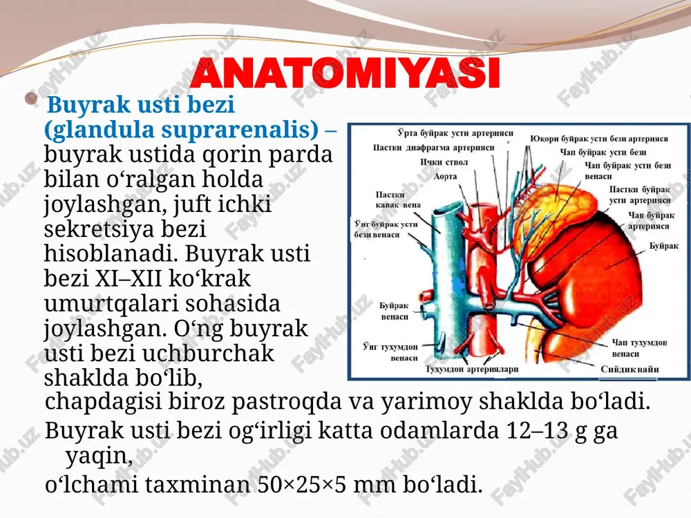 buzilishlar (apatiya, tushkunlik) o‘tkir yetishmovchilik – addison krizi o‘tkir rivojlanadi (infektsiya, travma, jarrohlikdan keyin). qattiq qusish, diareya, suvsizlanish, arterial kollaps. juda xavfli, tezda o‘limga olib kelishi mumkin. giperfunksional holatlar kushing sindromi (giperkortitsizm) sabablari: buyrak usti bezi korteksining o‘smasi, gipofiz aktg sekretsiyasi oshishi, surunkali glukokortikoidlar qabul qilish. klinik belgilar: semirish (ayniqsa yuz va tana yuqori qismi), "oy yuz", "buffalo orqa" mushak atrofiyasi, terida binafsha chiziqlar (striya) osteoporoz arterial gipertenziya, qandli diabetga moyillik ayollarda o‘simtalashish (hirsutizm), hayz buzilishi konn sindromi (birlamchi giperal’dosteronizm) sababi: aldosteron ishlab chiqaruvchi o‘sma (aldosteroma). klinik belgilar: arterial gipertenziya gipokalemiya (mushaklarda kuchsizlanish, falaj) qonning ishqorlanishi (metabolik alkaloz) virilizatsiya sindromi (androgenlar ortiqcha ishlab chiqarilishi) sababi: po‘stloq qism o‘smalari (androsteroma) yoki tug‘ma ferment yetishmovchiligi. klinik belgilar: ayollarda erkaklashish belgilari (ovozi yo‘g‘onlashishi, soqol-moyoq chiqishi, hayz to‘xtashi) erkaklarda erta jinsiy yetilish feoxromotsitoma (medulla o‘smasi) sababi: xromaffin hujayralarining o‘smasi → katexolaminlar ko‘p ishlab chiqariladi. klinik belgilar: to‘satdan ko‘tariladigan arterial gipertenziya (krizlar bilan) yurak urish …
