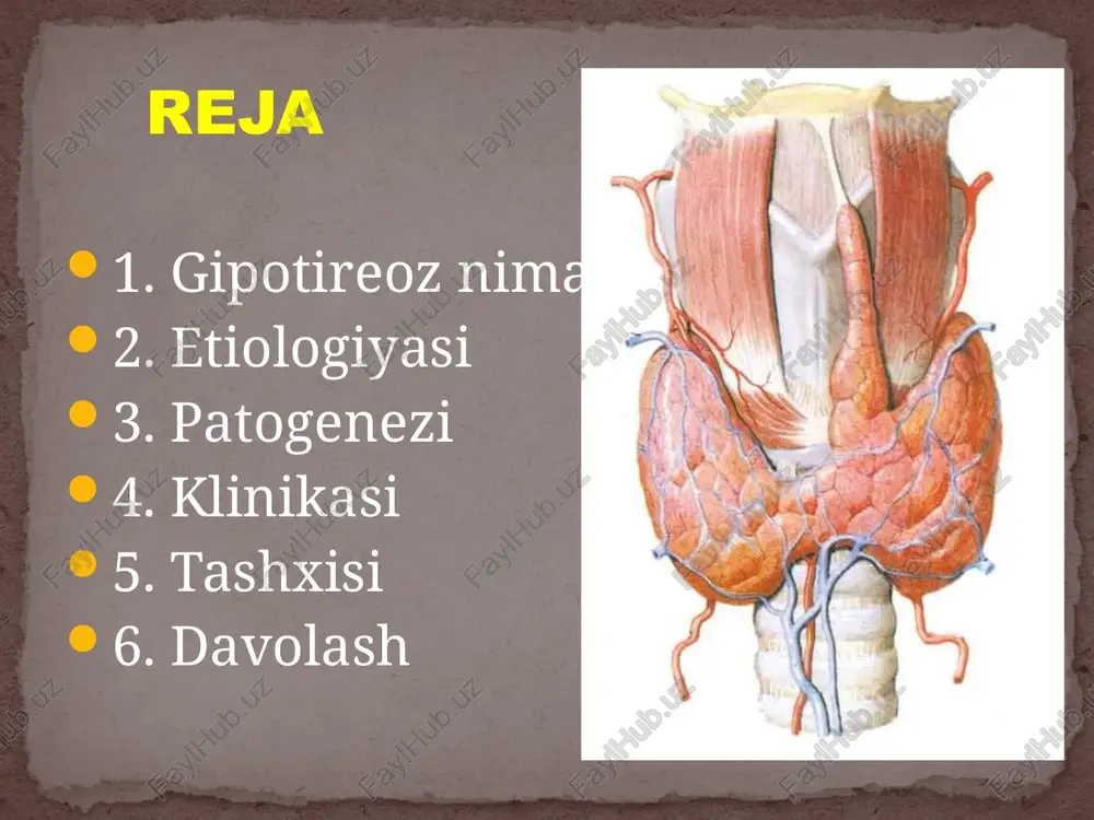 osiy tashuvchi, transtiretin va albumin. qon plazmasida gormonlarning kichik qismi (0,03% t4, 0,3% t3) erkin holatda bo‘lib, faol biologik shakl hisoblanadi. 5. tana hujayralarida ta’siri t4 asosan hujayralarda dejodinaza fermentlari yordamida t3 ga aylantiriladi. t3 yadroviy retseptorlarga ta’sir qilib, oqsil sintezi, metabolizm va o‘sish jarayonlarini boshqaradi. 6. teskari aloqa (feedback) mexanizmi qon zardobida t3 va t4 ortsa → gipofiz va gipotalamusni tormozlaydi → trg va ttg sekretsiyasi kamayadi. qon zardobida gormonlar kamayganda → trg va ttg ko‘payadi. gipotireozda buzilishlar birlamchi gipotireoz (qalqonsimon bez shikastlanganda) qalqonsimon bez t3 va t4 ishlab chiqara olmaydi. qonda t3 va t4 ↓. teskari aloqa mexanizmi ishlaydi → gipofiz ttg ni ko‘p ishlab chiqaradi. natija: t3, t4 ↓; ttg ↑. sabablari: qalqonsimon bez to‘g‘ridan-to‘g‘ri shikastlansa gormon ishlab chiqarish kamayadi. sabablari: autoimmun tireoidit (hashimoto tireoiditi) – eng keng tarqalgan sabab. qalqonsimon bezni jarrohlik yo‘li bilan olib tashlash yoki uning katta qismini rezeksiyasi. radioaktiv yod bilan davolash (giperterioz …