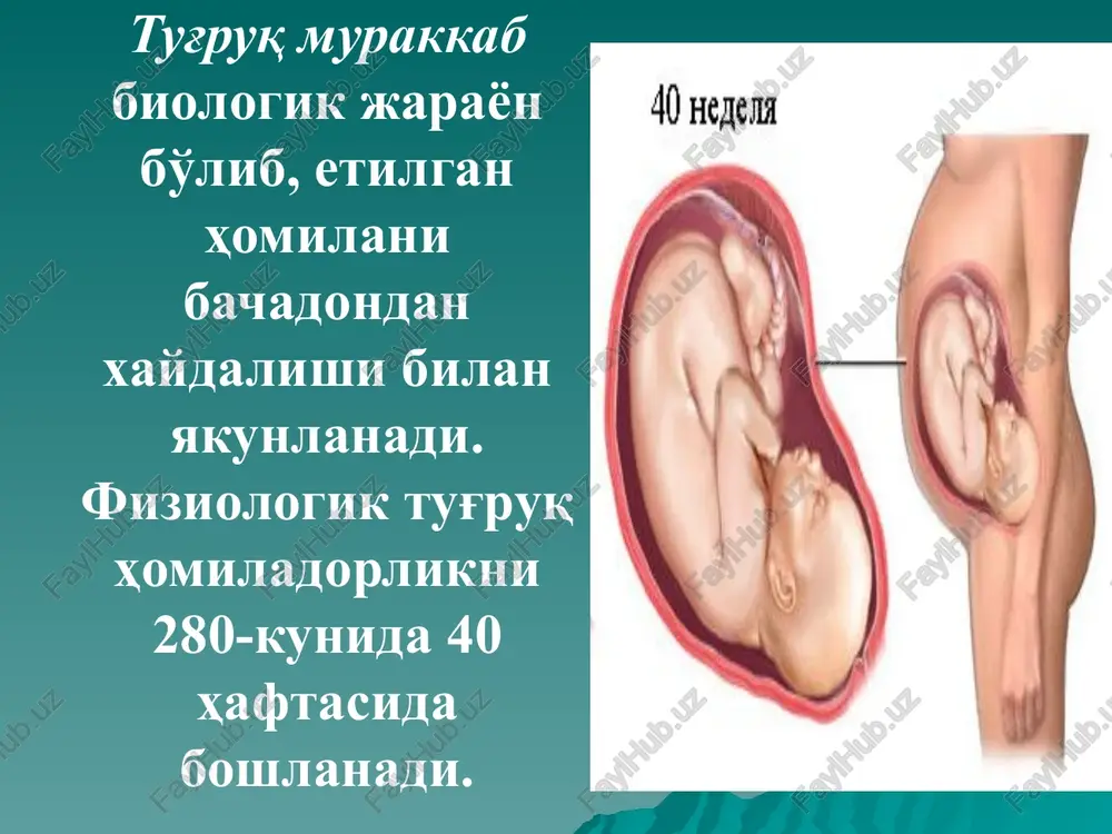 an tulg'oqlar bilan boshlanadi. bachadon bo'yning etilganligi belgilari: bachadon bo'yning markazlashuvi; bachadon bo'yning qisqarib kaltalashuvi bachadon bo'yning yumshashi; bo'g'izning ochiqligi 2-3sm; bachadon bo'yni va pastki segment orasidagi burchakning silliqlashuvi bachadon bo'ynining holati birinchi va qayta tug'uvchilarda bachadon bo'yning holati tulg'oqlar dard tutishi– bu bachadonni davriy ravishda ixtiyorsiz qisqarishlari bo'lsa kuchaniqlar - bu qorin pressining ixtiyoriy qisqarishlari. bachadon mushaklarining qisqarishi o'ng bachadon nayi burchagidan boshlanadi, u erda "peysmeyker" (bachadon mushaklari aktivligini ritm yurituvchisi) joylashgan, qisqarishlar o'sha erda boshlanib pastki segment soxasiga tarqaladi (uchlik gradient) pastga qarab yo'naladigan uchlik gradienti: 1.peysmeker – ritmi boshqaruvchidan qisqarishlar boshlanib bachadonni chap burchagiga uzatiladi; 2.qisqarishlar bachadonni chap burchagidan pastga bo'yniga qarab uzatiladi; 3.qiqarishlar bachadonni barcha qismlarida baravar boshlanib baravar to'xtaydi. uchlik gadienti sxemasi dard tutayotganda bachadon devorida uchta jarayon kechadi: bachadon mushak tolalarining qisqarishi - kontraktsiya, va ularning o'zaro siljishi - retraktsiya. bachadon bo'ynida joylashgan tsirkulyar mushaklarning yoniga cho'zilishi distraktsiya ro'y beradi. tug'ruq davrlari: i davri …