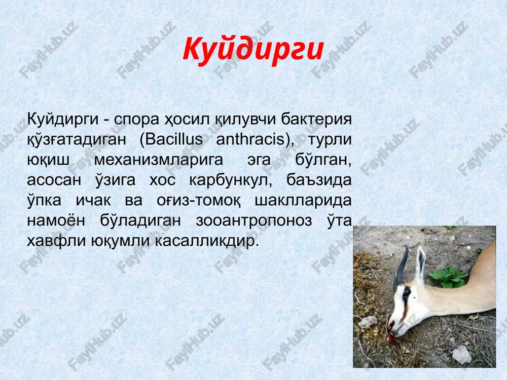 39 142 120 117 22 jami: 1340 238 1102 1340 786 548 554 o'zbekiston respublikasida 1970- 2012y.y.qayd etilgan kuydirgi kasalligining ko'rsatgichlari yillar mutloq soni intensiv ko'rsatgich 1970 84 0,7 1971 67 0,5 1972 50 0,4 1973 40 0,3 1974 37 0,3 1975 56 0,4 1976 70 0,5 1977 28 0,2 1978 14 0,09 1979 14 0,09 2002 – 2005, 2010 0 0 2006 3 0,01 2007 - 2008 2 tadan 0,01 2009, 2011 1 tadan 0,01 2012y 3 0,02 o'zbekiston respublikasida 2007-2012 y.da qayd qilingan kuydirgi kasalligi № ma'muriy hududlar 2007 y. 2008 y. 2009 y. 2010 y. 2011 y. 2012 y. 1 toshkent sh. 1 1 1 2 andijon 2 2 3 samarqand 2 jami: 2 2 1 0 1 3 9 etiologiya kasallik qo'zg'atuvchisi bacillus anthracis hisoblanadi. grammmusbat, yirik, u harakat qilmaydi, anilin bo'yoqlari bilan bo'yaladi, aerob, kapsula va spora hosil qilish xususiyatiga ega. qattiq ozuqa muhitlarida rr—forma …