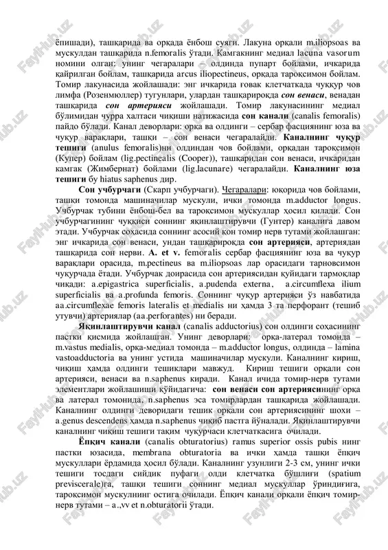 ari hamda r.femoralis n.genitofemoralis, o'tib teri ostiga chiqadi; sonning katta teri osti venasi esa bu teshik orqali kirib son venasiga qo'yiladi. serbar fastsiyaning chuqur varag'i ѐnbosh-bel va taroqsimon muskullarning ustini qoplab, yuqorida katta tos bo'shlig'iga davom etadi. chov boylami bilan ѐnbosh va qov suyaklari orasida kamgak joy bo'lib, u orqali tos bushlig'i son bilan tutashadi. kamgakning lateral qismi lacuna musculorum deb yuritiladi: uning chegaralari – oldinda pupart boylami, ichkarida arcus iliopectineus (chov boylamidan boshlanib tos suyagiga ѐpishadi), tashqarida va orqada ѐnbosh suyagi. lakuna orqali m.iliopsoas va muskuldan tashqarida n.femoralis o'tadi. kamgakning medial lacuna vasorum nomini olgan: uning chegaralari – oldinda pupart boylami, ichkarida qayrilgan boylam, tashqarida arcus iliopectineus, orqada taroqsimon boylam. tomir lakunasida joylashadi: eng ichkarida g'ovak kletchatkada chuqqur chov limfa (rozenmyuller) tugunlari, ulardan tashqariroqda son venasi, venadan tashqarida son arteriyasi joylashadi. tomir lakunasining medial bo'limidan churra xaltasi chiqishi natijasida son kanali (canalis femoralis) paydo bo'ladi. kanal devorlari: orqa va …