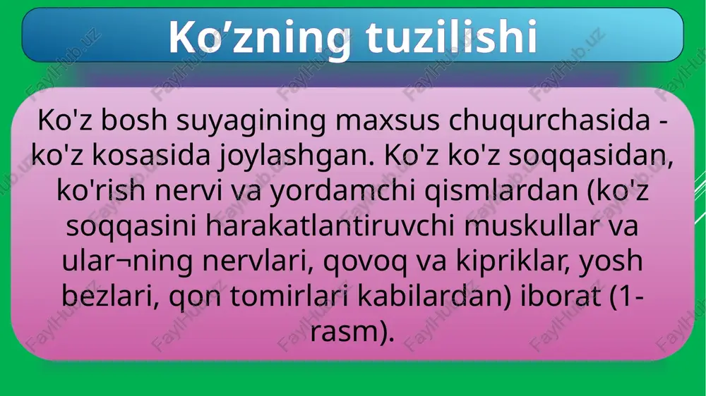 o'rish nervi to'rsimon pardaga o'tadi va mayda tolachalarga bo'linib, tayoqchasimon va kolbachasimon retseptorlarga tutashadi. ko'z soqqasining ichki qismi ko'z soqqasining ichki qismi ko'z gavhari, ko'z ichi suyuqligi va shishasimon tanadan iborat. bularning hammasi tiniq, shishasimon bo'lib, ko'zga tushadigan yorug'lik nurini sindirish xususiyatiga ega. ko'rish nervining mayda tolachalari ko'z soqqasi ichki to'rsillion pardasining orqa yuzasida joylashgan tayoqchasimon va kolbachasimon retseptorlar (hujayralar) bilan tutashgan bo'lib, ulardagi qo'zg'alishni qabul qiladi. nerv tolachalari birlashib, ko'rish nervi tolasini hosil qiladi va u to'rsimon pardaning orqa qismida joylashgan maxsus teshikcha orqali bosh miyaga kiradi. u oldin o'rta miyaga va oraliq miyaning ko'rish do'mbog'iga boradi. so'ngra bosh miyaning o'tkazuvchi yo'llariga birlashib, bosh miya po'stlog'ining ensa qismida joylashgan ko'rish markazining nerv hujayralariga tutashadi (2-rasm). 2-rasm. ko'rish analizatorining qismlari: 1- ko'z to'r pardasida joylashgan yorug'lik sezuvchi hujayralar (ko'rish analizatorining periferik qismi-retseptorlar); 2- ko'rish nervi (ko'rish analizatorining o'tkazuvchi qismi); 3- bosh miya po'stlog'ining ensa qismida joylashgan ko'rish markazi (ko'rish analizatorining …