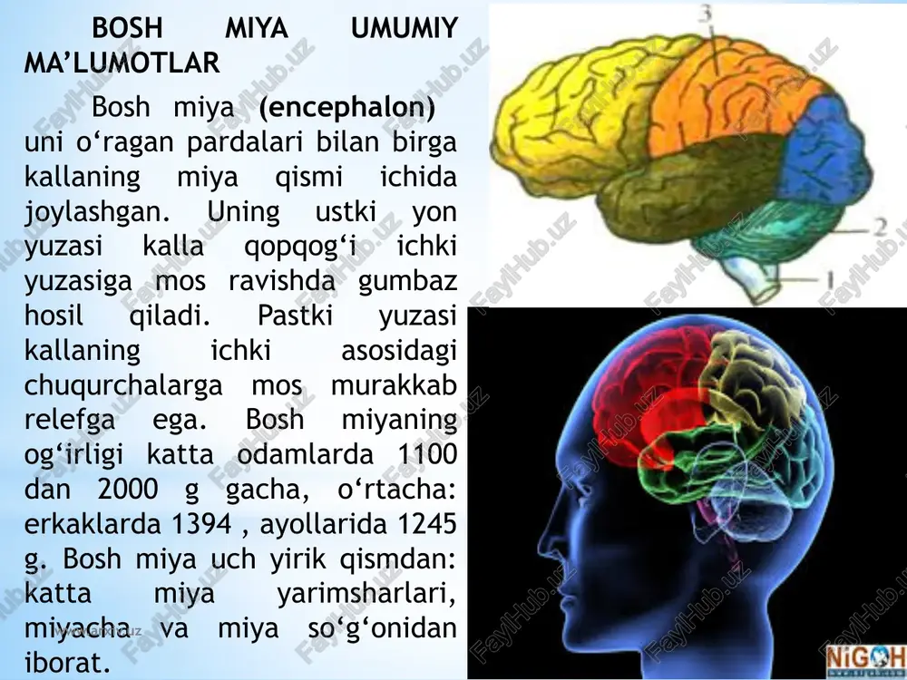 rqali miya ichiga arteriyalar kiradi. ilma-teshik modda oralig‘ida ko‘ruv nervi kesishmasi (chiasma opticum) joylashgan. u ko‘ruv nervi (n. orticus) ii juft bosh miya nervi tolalaridan hosil bo‘ladi. ko‘ruv nervi orqa tomonga ko‘ruv trakti (tractus opticus) bo‘lib davom etadi. ko‘ruv nervi kesishmasining orqa tomonida kulrang tepacha (tuber cinereum) yotadi. uning pastki qismi torayib quyg‘ichni (infundibulum) hosil qiladi. quyg‘ichning uchida ichki sekretsiya bezi gipofiz (hypophysis) turadi. kulrang tepachaning orqa tomonida oq sharsimon shakldagi ikkita oq so‘rg‘ichsimon tana (corpora mamillaria) bor. so‘rg‘ichsimon tananing ikki yon tomonida bo‘ylamasiga joylashgan ikkita yo‘g‘on oq to‘sinlar singari miya oyoqchalari joylashgan. ular o‘rtasida oyoqchalararo chuqurcha (fossa interpedincularis) bo‘lib, uning tubini orqa ilma-teshik modda (substantia perforata posterior) hosil qiladi. bu teshiklar orqali miya ichiga qon tomirlar kiradi. miya oyoqchalarining ichki yuzasidan iii juft bosh miya nervi ko‘zni harakatlantiruvchi nervning (n. oculomatorius) ildizi ko‘rinadi. www.arxiv.uz miya oyoqchalarining tashqi yuzasidan iv juft bosh miya nervi g‘altak nervining (n. trochlearis) ildizi chiqadi. …