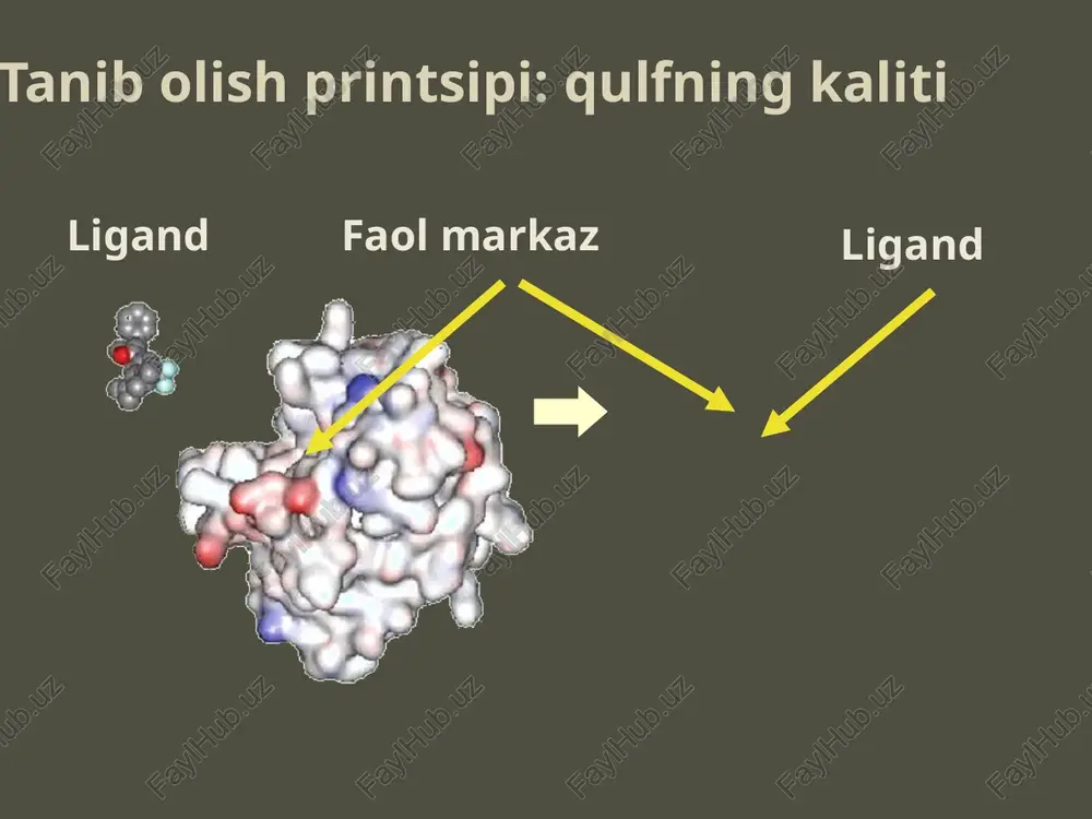 as. (ferment energiyani atp dan oladi) hujayradagi fermentlar to'plami barcha kimyoviy reaktsiyalar ferment substrat ferment-substrat kompleksi ferment funktsiyasi kataliz reaktsiya mahsulotlari slayd prof. o.v. sablina 1. yuqori o'ziga xoslik 2. tor chegaralar optimal harakat fermentlarning xossalari: faol markaz ferment substrat 2 substrat 1 qulf kaliti 1. yuqori o'ziga xoslik 2. optimal harakatning tor chegaralari faol markaz denaturatsiya faol markaz yo'q optimal nima? haroratlar h kontsentratsiyasi+va boshqa ionlar slayd prof. o.v. sablina bu nafaqat fermentlarning xususiyatlari, balkibarcha oqsillar termofil bakteriyalarning oqsillari 100 da barqaror°bilanva yuqorida cu 2+ co 2+ zn 2+ ca 2+ mg 2+ mn 2+ fe 3+ oqsil bo'lmaganmolekulasifaol markazda, fermentning ishlashi uchun zarurdir kofaktor fe 3+ kofaktor b4 f b1 b12 b6 pp in2 vitaminlar koenzim - organikkofaktor faol markazda protein bo'lmagan molekula, fermentning ishlashi uchun zarurdir kofaktor slayd prof. o.v. sablina koenzim - organikkofaktor protez guruhi - oqsil bilan bog'langan kofaktor kovalentaloqa har qandayfermentning ishlashi uchun zarur …
