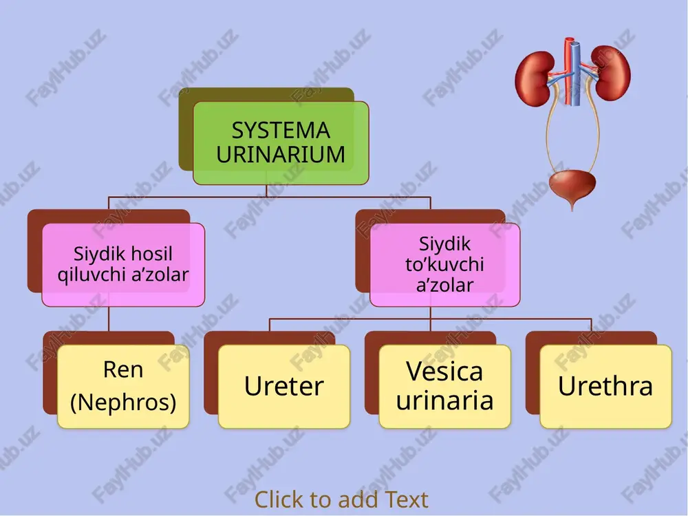 is pars contorti tubuli distalis  tubulus conjuctivus ductus colligens tubulis renalis  podotsit   filtratsion barier endoteliotsit podotsit bazal membrana filtratsion baryer orqali  o`tadi: mayda oqsillar o`tmaydi: qonning shaklli elementlari suv glukoza o`lchami 7 nm dan kichik moddalar yirik oqsillar immun tanachalar fibrinogen   corpusculum renis pars proximalis tubuli nephroni ansa nephroni pars distalis tubuli nephroni tubuli renalis colligens ductuli papillaris (bellini) foramina papillaria calyx renalis minor calyx renalis major pelvis renalis  yig`uvchi nay  bosh hujayra suv va na+ reabsorbsiyalanadi oraliq (qoramtir ) hujayra ko`p sonli vezikulalarga ega hujayrada 1 ta asosiy kiprikcha mavjud hujayra ichi kanalchalari mavjud h+ sintezlaydi    nephronum juxtamedullare nephronum corticale    yukstavaskulyar hujayralar yukstaglomerulyar hujayralar yukstaglomerular apparat macula densa siydik ayiruv yo`li  extrarenal ureter intrarenal tubuli renales colligens vesica urinaria urethra ductuli papillares calyx renalis minor calyx renalis major pelvis renalis ureter  pars …