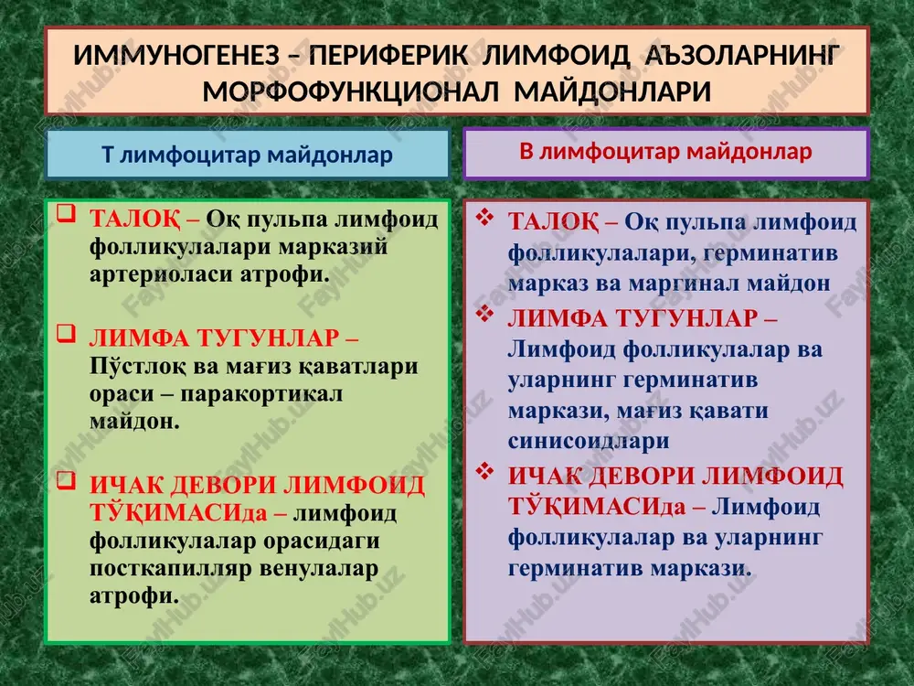 va kasallanishi. immun tanqisligi holatlari – organizm immun tizimi morfofunktsional holatining irsiy, tug'ma va turtushda orttirilgan etishmasliklaridir. o'ta sezuvchanlik reaktsiyalari - allergiya reagin allergen ige c5 fc semiz hujayra ige fab allergenning 1-marta tushganida allergenning 2-marta tushganida gistamin serotonin o'tkir immun yallig'lanish tomirlarning kengayishi, devorida alterativ o'zgarishlar, o'tkazuvchanligining oshishi, shish, qon quyilishlar va serozli-gemorragik ekssudat paydo bo'lishi. toshmalar toshishi. o'ta sezuvchanlik reaktsiyaning i - mexanizmi o'ta sezuvchanlik reaktsiyalari - allergiya fc nishon hujayra antigen o'tkir immun yallig'lanish tomirlarning kengayishi, devorida alterativ o'zgarishlar, o'tkazuvchanligining oshishi, shish, qon quyilishlar va serozli-gemorragik ekssudat paydo bo'lishi. toshmalar toshishi. o'ta sezuvchanlik reaktsiyaning i i - mexanizmi k - hujayra nk - hujayra igg antitelali tsitozaxarlash komplementli tsitozaxarlash t - killer makrofag fc immun birikma – autoimmun birikma o'ta sezuvchanlik reaktsiyaning iii - mexanizmi streptokokk antigeni 5iga + 3igg antitelo to'liqmas + autologik to'qima antigeni autoantitelo + tomir devori, biriktiruvchi to'qima hla tizimi ≥ 2000 o'tkir …