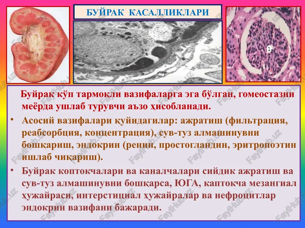 ari -glomerulopatiyalar glomerulonefrit glomerulonefrit, bu – infektsion-allergik tabiatli, ikki tomonlama, buyrak kaptokchalarining yiringsiz yallig'lanishli, buyrakka xos va buyrakdan tashqaridagi simptomlar bilan kechuvchi kasallikdir. buyrakka xos simptomlariga proteinuriya, gematuriya, tsilindruriya, oligouriya; buyrakdan tashqarilariga – shish, arterial gipertenziya, yurak gipertrofiyasi, disproteinemiya, giperazotemiya, uremiyalar kiradi. tasnifi. 1) kechishi bo'yicha: o'tkir, avj oluvchi va surunkali; 2) joylanishi bo'yicha: intrakapillyar va ekstrakapillyar; 3) yallig'lanishi bo'yicha: ekssudativ, proliferativ, aralash; 4) kaptokchalarning shikastlanish darajasiga ko'ra: diffuz va o'choqli glomerulonefritlar farq qilinadi. buyrak kasalliklari etiologiyasi. gemolitik streptakokkning nefritogen shtammi, lekin stafilakokk, pnevmokokk, viruslar (gepatit v), oqish trepanema, bezgak plozmodiysi ham sabab bo'lishi mumkin. quyidagi infektsion kasalliklardan: angina, skarlatina, orvi, pnevmoniya, meningokokkli infektsiya, bezgak, bakterial endokardit, zaxmdan keyin ikkilamchi kasallik ko'rinishida rivojlanadi. patogenezi. ikkita immunopatologik mexanizm mavjud: 1) kaptokchalar kapillyarlari bazal membranasiga qondagi eruvchan immun birikmaning o'tirishi, leykoxemotaksis, neytrofil leykotsitlar faollashuvi, ularning lizosomal fermentlari bazal membranani lizislashi va yallig'lanish rivojlanishi. 2) in situ holda bog'langan antitelo bazal membrananing iv-kollageni …