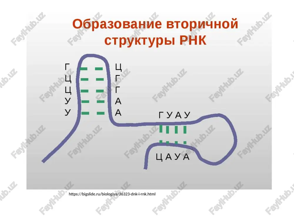 ). prejde chem ribosoma nachnet sintez polipeptidnoy tsepi, k ney doljna prisoedinitsya osobaya molekula trnk s opredelennoy aminokislotoy ( amk) – initsiatornaya trnk. s nee i nachinaetsya sintez belka. po printsipu komplementarnosti initsiatornaya trnk svoim antikodonom soedinyaetsya s pervim kodonom na irnk i vxodit v ribosomu. etot kodon na irnk nazivaetsya start-kodonom. obrazuetsya kompleks: ribosoma – irnk - initsiatornaya trnk - aminokislota. 2) elongatsiya – protsess rosta polipeptidnoy tsepi. pervaya trnk s aminokislotoy peredvigaetsya iz aktseptornogo tsentra v donorniy tsentr, a vtoraya trnk s amk prisoedinaetsya k irnk v aktseptornom tsentre. aminokisloti sblijayutsya drug s drugom, mejdu nimi voznikaet peptidnaya svyaz, i obrazuetsya dipeptid. pri etom pervaya trnk osvobojdaetsya i, pokidaya ribosomu, tyanet za soboy irnk, kotoraya prodvigaetsya rovno na odin triplet. vtoraya trnk s dipeptidom peremeshaetsya v donorniy tsentr, a v ribosomu vxodit tretya trnk s amk. ves protsess povtoryaetsya vnov i vnov: irnk, posledovatelno prodvigayas cherez ribosomu, kajdiy …