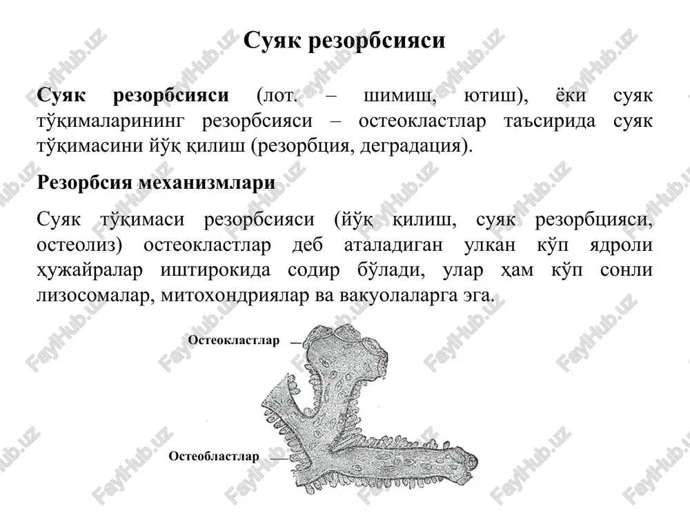 porotik trabekulyar suyak trabekulalar – bu ko'plab suyaklarning ichki makonini tashkil etuvchi suyak to'qimalarining ingichka elementlari. ushbu tuzilmalar doimiy ravishda o'zgarib turadi, mavjud individual yuklarga moslashishga yordam beradi. trabekulalar – organning umurtqa pog'onasini tashkil etuvchi plitalar, bo'laklar va iplar. trabekulalar taloq va timus to'qimalarida, suyak to'qimalarida, yurak, limfa tugunlari va boshqalarda mavjud. kompakt suyak to'qimasi (ixcham modda) suyak to'qimasini hosil qiluvchi suyak to'qimalarining ikki turidan biridir. bu suyakning qo'llab-quvvatlovchi, himoya funktsiyasini ta'minlaydi, kimyoviy elementlarning ombori bo'lib xizmat qiladi. normoblast bo'linadigan yadroli eozinofil hujayrasi normoblastlar mielotsitlarning bo'linishi mielotsitlar yog' yog' mielotsitlar mieloplaks eritrotsitlar mielotsitlar qizil suyak iligi qizil yoki gematopoetik, suyak iligi – odamlarda asosan tos suyaklari, qovurg'alar, ko'krak qismida, bosh suyagi ichida, uzun quvurli suyaklar epifizlari va shimgichli moddasi ichida va hatto kamroq miqdorda umurtqali tanalar ichida joylashgan. qizil suyak iligi tolali stroma to'qimalari va gematopoetik to'qimalardan iborat. suyak iligining gematopoetik to'qimalarida bir nechta gematopoez nihollari (hujayra chiziqlari deb ham …