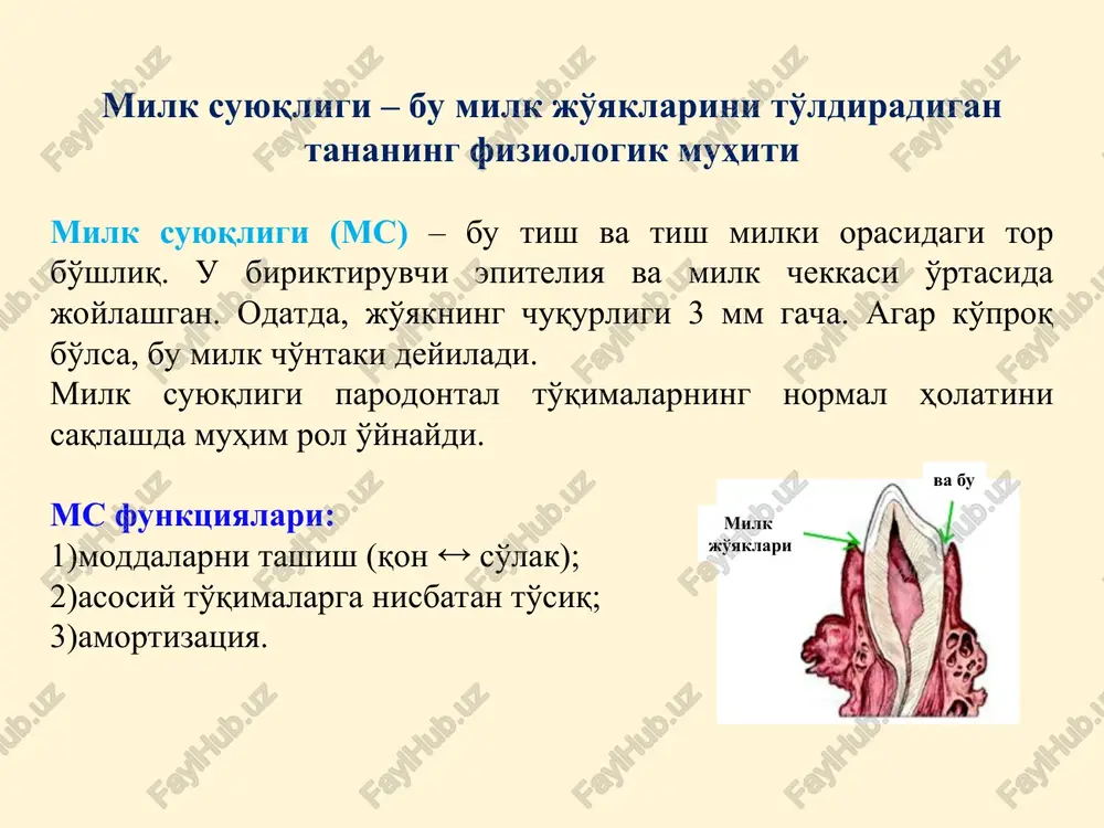g 0,5%) milk suyuqligining tarkibi leykotsitlar mikroflora va uning metabolitlari qon plazmasi hujayralar-aro milk suyuqligi milk suyuqligi – bu murakkab tarkibga ega bo'lgan organizm vositasi: leykotsitlar, epitelial hujayralar, mikroorganizmlar, elektrolitlar, oqsillar, fermentlar va boshqa moddalar. leykotsitlar neytrofillar 95-97% limfotsitlar 2% monotsitlar 2 - 3% milk suyuqligi – og'iz bo'shlig'iga kiradigan leykotsitlar manbai dalillar: tish chiqishdan oldin (milk jo'yagi hosil bo'lishidan oldin) og'iz suyuqligida leykotsitlar yo'q; tishlarni olib tashlash bilan og'iz suyuqligida leykotsitlar kamayadi; parodontal yallig'lanish jarayonlarida oq qon hujayralari soni ortadi. milk suyuqligi leykotsitlari – fermentlar manbalari lizosomal fermentlar: katepsinlar, elastaz, kollagenaza, gialuronidaza, kislotali fosfataza, ishqoriy fosfataza. parodontal kasalliklarning patogenezida muhim rol o'ynaydi! fibrinoliz fermentlari: plazminogen, fibrinolizin. ular milk jo'yagi epiteliyasining tish yuzasi bilan tutashgan joyida hosil bo'lgan fibrin plyonkasining lizisi uchun zarurdir, bu esa milk suyuqlikning chiqishiga to'sqinlik qiladi. lipidlarning peroksidli oksidlanishi va inson antioksidant tizimlari fermentlari: mieloperoksidaza, superoksiddismutaza. ular antioksidantlarni himoya qilishda muhim rol o'ynaydi! tish milk periodontitni …