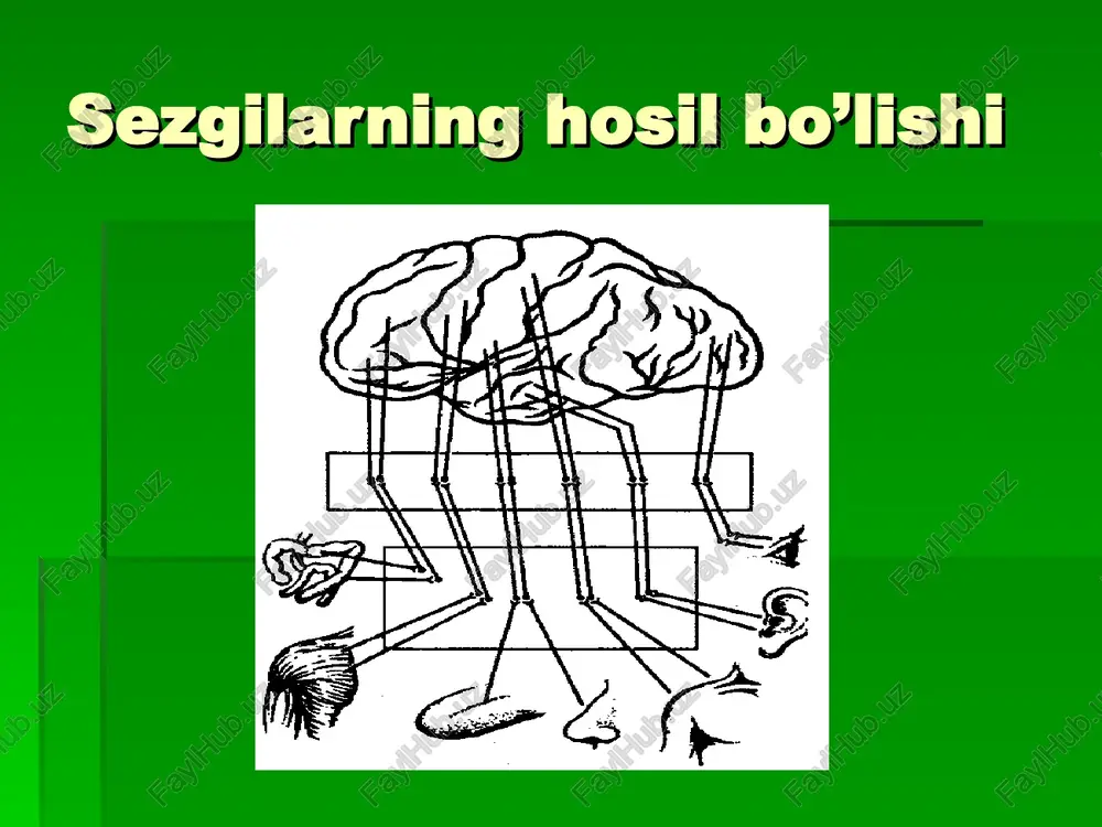 , odam o’z organizmini sezgilar tufayli tashqi noxush ta’sirlardan himoya qiladi. masalan, issiqdan, sovuqdan saqlanish kabilar, og’irlikni, achchiqni sezganda odam ulardan o’zini himoya qiladi. agar qo’lga biror narsa urilsa yoki sanchilsa, odam dorhol qo’lini tortib oladi, noxush ta’sirotlan o’zini himoya qiladi. tashqi qo’zg’atuvchilarning sezgi azolariga uzluksiz ta’sir etishi tufayli sezgi vujudga keladi. odamning sezgilar orqali tashqi dunyo voqyea-hodisalarini bilish quyidagi uch boschiqdan iborat: 1. tashqi dunyodagi predmetlar va voqea-hodisalar sezgi a’zosiga (reseptorga) ta’sir etadi. bu ta’sir tegishli nervlarni harakatga keltiradi, natijada qo’zg’alish vujudga keladi. 2. bu qo’zg’alish maxsus nervlar yordamida bosh miyaga yetkaziladi. 3. bosh miya po’stining markaziy xo’jayralar tizimida qo’zg’alish yuz beradi. ushbu uch bosqichdan iborat bo’lgan sezuvchi nerv apparati mashhur rus fiziologi akademik i.p.pavlov ta’limotida analizator deb ataladi. ya’ni biror predmet yoki voqea-hodisaning ta’sirini bevosita aks ettiruvchi apparat analizator deyiladi. analizatorlarining har uchala qismdan birortasi zarar ko’rsa, sezgi vujudga kelmaydi. sezgi organlarining organizmdagi o’rni va qo’zg’alishiga muvofiq sezgi …