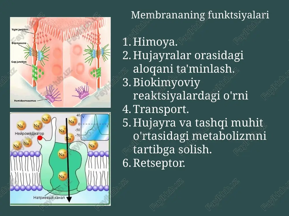 embrana orqali suvning tez o'tishini ta'minlaydigan akvaporinlar - oqsillar mavjud . suvni membrana orqali tashilishi piyoz po'stini tayyorlashga osh tuzining 10% li eritmasini qo'shganda plazmoliz kuzatiladi - na + ionlari va c l - hujayra protoplastidan suvning chiqishiga va protoplastning membranadan kechikishiga sabab bo'ladi. tuz eritmasi chiqarilganda va suv qo'shilsa, teskari jarayon sodir bo'ladi - deplazmoliz - osmoz misollari. passiv transport membran kanallari orqali diffuziya . zaryadlangan molekulalar va ionlar ( na + , k + , ca 2+ , cl - ) oddiy diffuziya yo'li bilan lipid ikki qavatidan o'ta olmaydi, ammo ular maxsus moddalar mavjudligi sababli membranaga kirib boradilar. kanal yaratish oqsillar, shakllantiruvchi turli kanallar. passiv transport osonlashtirilgan diffuziya - moddalarni maxsus transport oqsillari yordamida tashish, ularning har biri ma'lum molekulalarni yoki tegishli molekulalar guruhlarini tashish uchun javobgardir. ular tashilgan moddaning molekulasi bilan o'zaro ta'sir qiladi va uni qandaydir tarzda membrana orqali o'tkazadi. shu tarzda qandlar, aminokislotalar, nukleotidlar …