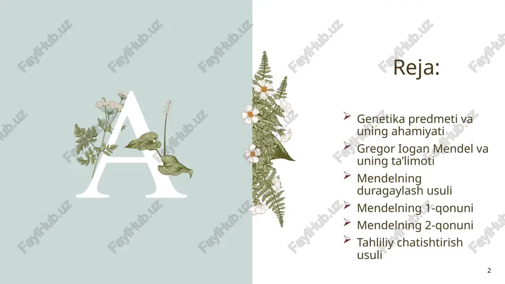 rgan. mendel organizmlarda ular belgilarining irsiylanishini taʼmin etuvchi maxsus irsiy omillar (genlar) mavjudligi haqidagi gʻoyani ilgari surdi. uningcha, har bir irsiy omil somatik hujayralarda juft, jinsiy hujayralarda yakka holatda boʻladi. har qaysi irsiy omil dominant yoki retsessiv allel holatda boʻlishi mumkin. irsiy omillar ota-ona belgilarining irsiylanishi va rivojlanishini taʼmin etadi. mendel qonunlari mendel kashf etgan uchta qonunni oʻz ichiga oladi. mendel qo’llagan usulning o’ziga xos xususiyatlari: 7 birnechabo’g’inlardakuzatdi. 1 ota-onaorganizmlartozanavliedi 2 tahlilqilishuchunfaqat1,2yoki3 tabir-biridanfarqqiluvchibelgilarnioldivaalohidakuzatdi 3 harbirbelginingsoninianiqhisobladivanatijanitahlilqilishdamatematikusuldanfoydalandi. harbiro’simliknivaundanolinganavlodlarnialohida-alohidakuzatdi. 5 4 8 duragaylash bu? duragaylash — irsiy belgi va xususiyatlari bilan farqlanuvchi oʻsimliklar va hayvonlarni oʻzaro chatishtirish. natijada ota-ona organizmlarining belgi va xususiyatlariga ega boʻlgan duragay organizm paydo boʻladi. d.da chatishtirish uchun olingan ota va ona organizmlar r harfi bilan (r, — ona; r2 — ota), ona shakli 9 (koʻzgu) otalik — cf (qalqon va nayza), chatishtirish esa x belgilari bilan; duragay avlodlari (boʻgʻinlari) lot. f harfi ostiga qoʻyilgan tartib raqamlari bilan ifodalanadi …
