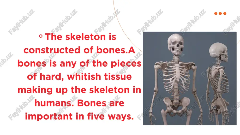 bone in the middle ear. in an adult, the skeleton comprises around 14% of the total body weight, and half of this weight is water. the human skeleton takes 20 years before it is fully developed. there are 206 bones in the adult human skeleton, a number which varies between individuals and with age - newborn babies have over 270 bones some of which fuse together. •thank you for your attection image9.png image10.svg image11.png image12.svg image1.png image2.svg image3.png image4.svg image5.png image6.svg image7.png image8.svg image13.png image14.svg image15.jpeg image16.png image17.svg image18.jpeg image19.png image20.svg image21.jpeg image22.png image23.svg image24.jpeg image25.png image26.svg image27.jpeg image28.jpeg image29.png image30.png image31.svg image32.jpeg image33.jpeg image34.png image35.svg image36.jpeg image37.png image38.svg skull cranium mandible clavicle manubrium scapula sternum ribs humerus ulna radius pelvic girdle carpals metacarpals phalanges femur patella tibia fibula tarsals metatarsals phalanges cervical vertebrae (i-vii) thoracic vertebrae (t i - t xii) lumbar vertebrae (l i - l v) sacrum …