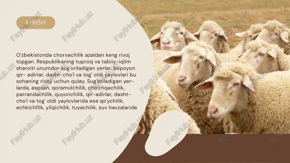 kistondagi xo'jaliklarda 5,5 mln qoramol, 10 mln. dan ziyod qo'y va echki, 350 ming cho'chqa, 144,8 ming ot, 84 ming quyon, 11 mln parranda bor edi. qoramolchilik chorvachilikda asosiy tarmoq hisoblanadi (yetishtirilgan jami go'shtning 74 % ni, sutning 99,9 % ni beradi). iqlim sharoitiga qarab sut, sut-go'sht va go'sht yo'nalishidagi qoramol zotlari boqiladi. go'sht yo'nalishidagi qoramolchilik tog' va tog' oldi mintaqalarda rivojlangan. qorako'l teri, go'sht-yog' va jun uchun boqiladigan qo'ychilik tarmoqlari rivojlangan. dumbali hisori qo'ylar, asosan, tog' va tog' oldi mintaqalarda (surxondaryo, qashqadaryo va jizzax viloyatlarida) boqiladi. echki go'sht, serqaymoq va shifobaxsh sut, jun, teri hamda tivit uchun boqiladi. echkilar baland tog' va tog' oldi mintaqalarida boqilib, namangan, surxondaryo, qashqadaryo va samarqand viloyatlarida, ayniqsa, rivojlangan. zamonaviy xo'jaliklararo omixta yem zavodi xomashyoni qabul qilish, saqlash va uni qa ta ishlashga, omixta yem yoki ozuqa aralashmalarini ishlab chiqarishga, tayyor mahsulotni saqlashga hamda uni uzatish va iste'molchilarga yetkazishga mo'ljallangan. zavod o'lchamlari va turini …