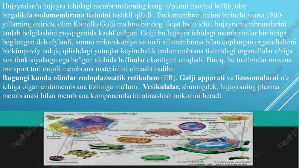 din er oqsillari bilan bog'lash uchun yo'naltiradi. signal ketma-ketligi er bilan bog'langandan keyin tarjima qayta boshlanadi va u er membranasi ichida sodir bo'ladi. shunday qilib, oqsil o'zining yakuniy shakliga erishgunga qadar, u allaqachon membranaga kiritilgan hujayra tomonidan chiqariladigan oqsillar, shuningdek, tarjima paytida erga yo'naltiriladi, u erda ular lümenga , ichki bo'shliqqa tushadi va u erda hujayradan vesikulyar bo'shatish uchun qadoqlanadi. insulin va eritropoetin (epo) gormonlari ikkalasi ham vesikulyar oqsillarga misoldir. organella membranalari qanday saqlanadi? er, golji apparati va lizosomalarning barchasi membranalar tarmog'ining a'zolaridir, lekin ular bir-biri bilan uzluksiz emas. shuning uchun, erda sintez qilingan membrana lipidlari va oqsillari tarmoq orqali membrana bilan bog'langan pufakchalardagi yakuniy manzilga etkazilishi kerak, yuk ko'taruvchi pufakchalar membranalarning bir to'plamidan siqib chiqadi va mikrotubulalar yo'llari bo'ylab keyingi membranalar to'plamiga o'tadi va ular bu tuzilmalar bilan birlashadi. odam savdosi har ikki yo'nalishda ham sodir bo'ladi; oldinga yo'nalish pufakchalarni sintez joyidan golji apparatiga va hujayra lizosomalari yoki plazma …