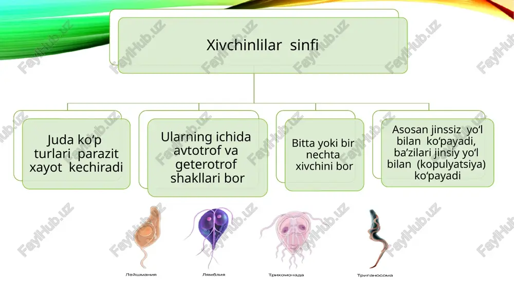 ri odam va hayvonlar terisidagi fagotsitar hujayralar sitoplazmasida yashaydi. xivchinli shakllari esa iskabtopar organizmida yashaydi. geografik tarqalishi. evropa, osiyo, amerika, markaziy osiyo va kavkaz orti mamlakatlarida uchraydi. morfologiyasi. ichki leyshmanioz qo‘zg‘atuvchisidan deyarli farqlanmaydi hayot sikli. yuqish manbai odamlar, qumsichuqonlar, yumronqoziqlar, olmaxon va boshqa sahro, yarimsahro kemiruvchilari hisoblanadi. ichki leyshmaniyaga qaraganda teri leyshmaniozi tarqalishida odam ishtiroki ancha kamdir. odamga iskabtopar chaqishi natijasida yuqadi. patogen ta‘siri. tananing ochiq joylarida juda qiyin tuzaluvchi yaralar kuzatiladi. yaralar bitganidan keyin o‘rnida chandiqlar qoladi. laboratoriya tashxisi. yaralardan surtmalar olib, bo‘yab, mikroskop ostida tekshirish orqali tashxis qo‘yiladi. profilaktikasi. shaxsiy choralar - iskabtopar chaqishidan saqlanish. jamoat choralari - odamlarni emlash, tashuvchilar, daydi itlar, kemiruvchilarni yo‘qotish. teri leyshmaniozida mustahkam immunitet hosil bo‘ladi. trypanasoma gambiense - tripanosomoz (afrika uyqu kasalligi) qo‘zg‘atuvchisi xo‘jayin organizmida joylashishi. qon plazmasida, limfada, limfa bezlarida, orqa miya suyuqligida, bosh va orqa miya to‘qimalarida parazitlik qiladi. morfologiyasi. parazitning xarakterli belgisi - pellikula (hujayra qobig‘i) va xivchin orasida …