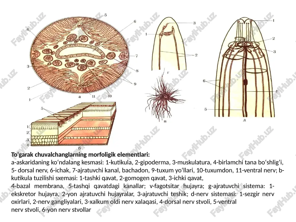 askaridoz qo‘zgatuvchisi ingichka ichakda parazitlik qiladi shimol va saxrolardan tashqari xamma xududda. tarqalgan ayrim jinsli urgochisining uzunligi - 40 sm, jinsiy organlari - juft erkagining uzunligi - 20-25 sm, orqa uchi qorin tomonga egilgan, jinsiy organlari - toq odam askaridasi teri-muskul qopchasi kutikula, gipoderma va muskul qavatlardan tuzilgan birlamchi tana bo‘shlig‘i mavjud ovqat xazm qilish, ayirish, nerv sistemalari rivojlangan odam askaridasi (ascaris lumricoides) odam askaridasining morfologiyasi hamda rivojlanish sikli (ascaris lumbricoides): a - lichinkalarning gepatopulmonal migratsiyasining sxemasi: 1 – ogʻiz, 2 -ingichka ichak, 3 - jigar, 4 - yurak, 5 - o‘pka 6 - ichki tuzilish: 1 – xalqum oldi nerv xalqasi, 2 - anal teshigi 3 - ajratuvchi kanal, 4 - tuxum yoʻli, 5 - qin. 6 - bachadon, 7 - tuxumdon, 9 - ichak; v - rivojlanish sikli: 1 - xoʻjayin organizmidagi yetilgan askaridalar, 2 - urugʻlangan tuxum, 3 – invazion tuxum, 4 - yuqish faktori faqat odam …
