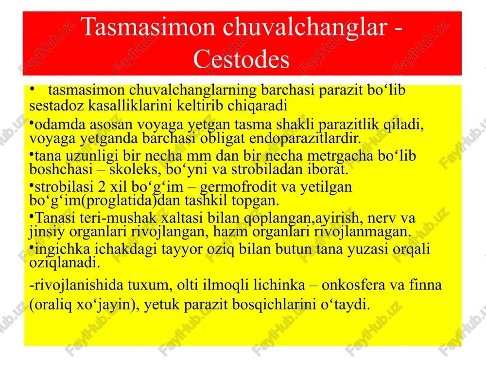 ari shakllanadi pleroserkoid – choʻziq qattiq tanachaga ega, bosh qismida yopishadigan – egatchasi bor – serbar (keng) tasmasimon chuvalchang finnasi. 4 tsestodalar tanasining tuzulishi:i - skoleks, ii- jinsiy etilgan germafrodit bo'g'imlar, iii - etilgan bo'g'imlar, iv- keng tasmasimoning boshining ko'ndalang kesimi; a- keng tasmasimon (diphyllobothrium latum): 1 - botriyalar, 2 - o'sish zonasi, 3 - tsirrus xalta, 4 - qin, 5 - bachadon, 6 - sariqliklar, 7 - tuxumdon, 8 - ootip, .9 - bachadonning chiqaruvchi teshigi. 10 - melis bezi, 11 - urug'donlar, b -qurollangan gijja (taenia solium), v- qurollanmagan gijja (taeniarhynchus saginatus), g - pakana gijja (hymenolepis nana): 1 -ilmoqchalar, 2 -so'rg'ichlar, 3 - o'sish zonasi, 4 - urug'donlar, 5 - bachadon, 6 - tuxumdon, 7 - melis bezi, 8 - ootip, 9 - sariqliklar, 10 - tuxumlar bilan to'lgan bachadon, 11 - qin, 12 – urug' yo'li lentasimon chuvalchanglar - cestodes qoramol soliteri –taeniarhynchus saginatus chuchqa soliteri …