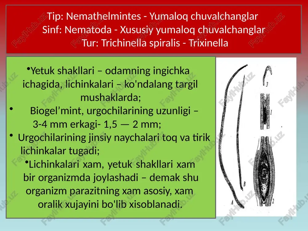 ichbaqasimonlar - siklop; rishta — dracunculus medinensis rishtaning hayotiy sikli (dracunculus medinensis): 1- erkak, 2 - ugʻochi, 3 -teri osti kletchatkasidagi urgʻochining lokalizatsiyasi, 4 - pufakning suv bilan toʻqnashganida urgʻochisidan lichinkalarning chiqishi, 5 - suvdagi lichinka, 6 - siklop (oraliq xoʻjayin)dagi invazion lichinka (mikrofiliariya), 7 - asosiy xoʻjayinlari rishtaning rivojlanish sikli asosiy xo'jayini odam oralik xo'jayini mayda qisqichbaqasi- monlardan siklop oyoqdagi rishtani chiqazib olish kasallik belgilari: bo'imlar xarakati susayadi; teri qichishi; allergik reaksiyalar kuzatiladi; rishta-dracunculis medinensis. a - oyoqni terisi ostidan ma’lum bir qismi chiqib turgan rishta; b - oyoqni terisi ostidan chiqazib olingan rishta vuxereriya (wushereria bancrofti) vuxererioz kasalligining chaqiruvchisidir. bu uzun ipsimon nematoda bo‘lib, urg‘ochisining uzunligi 10 sm, erkagining esa 4 sm. voyaga yetgan chuvalchanglar limfa bezlarida, ichki a’zolarining qon tomirlarida parazitlik qiladi. lichinkalar – mikrofilyariyalar esa qon tomirlar tizimida aylanib yuradi. kunduzi (odam faolligi oshgan paytda) mikrofilyariyalar ichki a’zo qon tomirlarida yashasa, kechalari periferik qon tomirlariga o‘tib, …