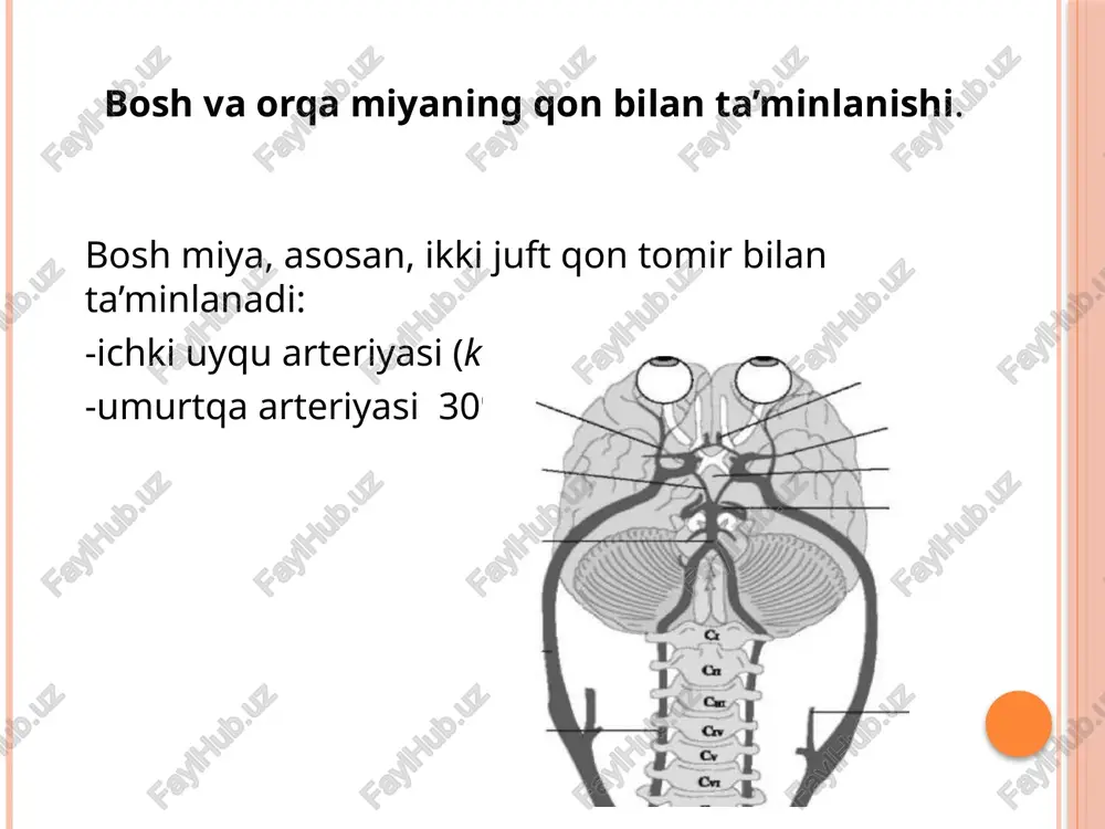 elgilar (ptoz, tashqariga qarab qolgan g‘ilaylik chap tomonda, gemiplegiya, gemianesteziya esa o‘ng tomonda) kuzatiladi. ishemik insultning vertebrobazillar qontomirlar sohasida (umurtqa, bazillar arteriyalar va orqa miya arteriyasi) zararlanish bo‘lsa bemor bosh aylanishi, ko‘ngil aynish, qusish va muvozanatning buzilishi (mastga o‘xshab yurish), quloqda shovqin bo‘lishidan, ensa va bo‘yinning orqa sohasidagi og‘riqdan shikoyat qiladi. asab sohasini tekshirganimizda nistagm, diplopiya, ataksiya (statik va dinamik), nutq o‘zgarishlari, ko‘rish va eshitishning pasayishi, dizartriya, o‘tkinchi tetraparezlar hamda hushning o‘tkinchi bu- zilishlari kuzatiladi. gemorragik insult gemorragik insult, boshqacha aytganda bosh miyaga qon quyilishdir. gemorragik insult sabablari -xafaqon kasalligi (gipertoniya) -bosh miya qontomirlar aterosklerozi ularning birgalikdagi uyg‘unlashishi - bosh miya qon -tomirlarining anevrizmlari -bosh miya jarohatlari, vaskulitlar - leykoz - qand kasalligi bosh miyaga qon quyilishiga ikkita asosiy sabab bo‘ladi. birinchidan, qon-tomirlarining yorilib ketishi bo‘lsa, ikkinchidan, qontomirlar o‘tkazuvchanligining buzilishi, bunda qontomirlar yorilmaydi. gemorragik insult ko‘proq kunduz kunlari, bemor ruhiy holatidan keyin qattiq xafachilik, noxush xabarlar, juda kuchli hayajonlanishdan keyin …