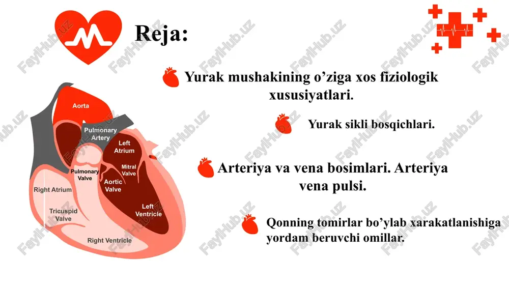 va o‘pka venalari) orqali bo`lmachalarga quyiladi. bo`lmachalar sistolasi tufayli qon qorinchalarga o‘tadi. qonni yurakka yetkazib bardigan qon tomirlar venalar, qonni yurakdan chetga tarqatuvchi qon tomirlar arteriyalar deyiladi. muskul tolasi yurakning funksional unsuru hisoblanadi. u bir-biriga uchma-uch ulangan miokard hujayralari – miotsitlardan iborat bo`lib, umumiy sarkoplazmatik parda bilan qoplangan. morfologik va funksional xossalariga ko‘ra yurakning muskul tolalari ikki turga bo`linadi: 1) bo`lmachalar va qorinchalarning ishchi tolalari. ular yurak muskulining asosiy massasini tashkil qilib, yurakning qonni haydash vazifasini amalga oshiradi; 2) ritm yetakchisi vazifasini bajaruvchi va yurakning o‘tkazuvchi tizimini tashkil qiluvchi atipik tolalar. bu tolalar qo‘zg‘alishni ro‘yobga chiqaradi va uni miokardning ishchi tolalariga o‘tkazadi. yurak muskuli (miokard) qo‘zg‘aluvchanlik, o‘tkazuvchanlik, qisqaruvchanlik, avtomatiya xossalariga ega. yurak muskuli nerv to‘qimasi va skelet muskullari bilan bir qatorda qozg‘aluvchan to‘qimalarga kiradi. demak, u tinchlik potensialiga ega, bo‘sag‘adan yuqori ta‘sirotlarga harakat potensiali bilan javob qaytaradi, bu potensialni o‘tkaza oladi. miokardning skelet muskullaridan farqi shuki, u funksional birlik (sinsitiy) …