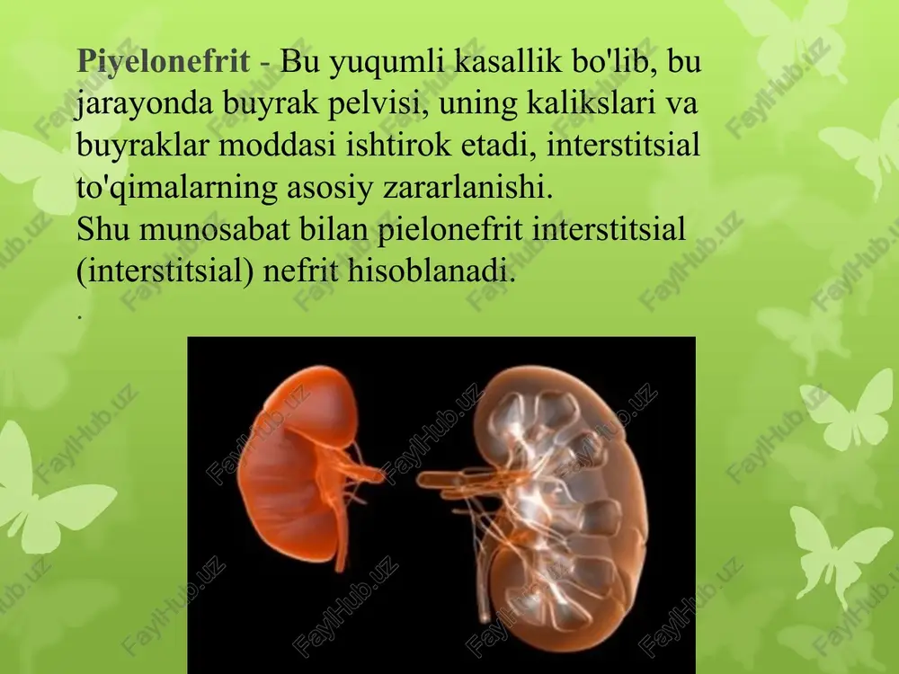 dikning turg'unligini ta'minlaydi. tarqatish yo'llari infektsiyalar: urogenik (ko'tarilish) - asosiy yo'l. ko'pincha mikroblar buyraklarga siydik yo'llari, siydik pufagi, siydik yo'llaridan ko'tarilish yo'li bilan kiritiladi ( urogen ko'tarilgan pielonefrit), bu siydik yo'llari va tos bo'shlig'ining diskinezi, tos ichidagi bosimning oshishi ( vezikorenal va pyelorenal reflyuks), shuningdek, tos bo'shlig'i tarkibini buyrak medullasi tomirlariga reabsorbtsiya qilish ( pielovenoz reflyuks). gematogen siydik yo'llarining infektsiyasi asosan immunitet tanqisligi bilan kuzatiladi (kichik tosdagi o'choqli infektsiyadan, sepsis bilan ). buyraklardagi limfogen infektsiya ( limfogen pielonefrit) ham mumkin , yo'g'on ichak va jinsiy a'zolar infektsiyaning manbai bo'lsa. surunkali pielonefrit rivojlanishi uchun xavf omillari: ayol jinsi . qisqa va keng ayol uretrasi infektsiyaning ko'tarilishi uchun to'siq yaratmaydi, uzun va burilishli erkak uretra esa ko'tarilgan infektsiyaning rivojlanishiga to'sqinlik qiladi. mahalliy himoyaning zaiflashishi. quviqning shilliq qavati bakteritsid xususiyatlariga ega. bu qobiliyat yallig'lanish kasalliklari (sistit) yoki shilliq qavatning haddan tashqari cho'zilishi (kamdan-kam siyish) natijasida zaiflashishi mumkin . umumiy immunitetning zaiflashishi. immunitet tanqisligi …
