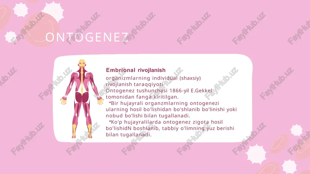 ontogenez - Page 2