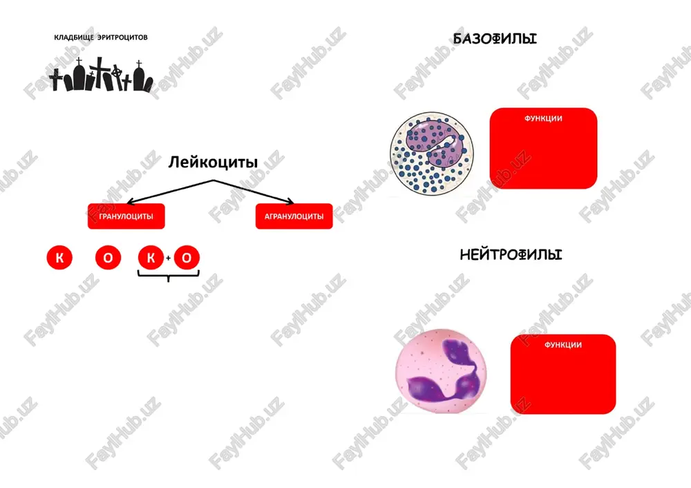 vebinar «v gostyax u drakuli» - Page 2
