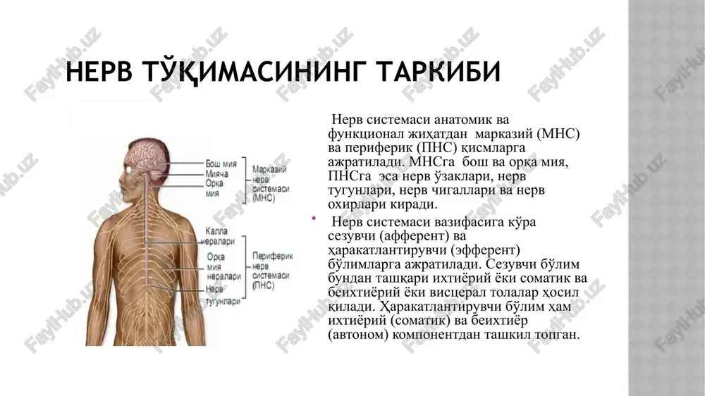 ounipolyar hisoblanadi. bipolyar neyronlar ko'zning to'r pardasida, hid bilish a'zosida, ichki quloqda uchraydi dendritlar va dendrit do'mboqchalari kumush tuzlari bilan impregnatsiya qilinganda miyachaning po'stloq qismida yirik multipolyar neyronlar (purkine hujayralari) ko'rinadi. uning dendritlari (d) tanasidan (xt) uzoqlashgan sari ko'pdan ko'p tarmoqchalarga ajralib ketganini kuzatish mumkin. o'z navbatida shoxchalar ham yanada mayda tikanaksimon o'siqchalar (dt) hosil qilib tugagan. bu do'mboqchalar neyronlararo sinaps hosil qilishda ishtirok etadi. neyronlar neyrofibrillalar va neyrofilamentlar. mns ning glial hujayralari rasmda mns ning 4 hil neyrogliya hujayralari oligodendrogliotsitlar, astrotsitlar, ependimotsitlar va mikrogliyahujayralari pns ning 2 hil: shvann hujayralari va satellit hujayralari keltirilgan. pns ning glial hujayralari (d) shvann hujayralari neyrolemmotsitlarham deb atalib, pns da nerv tolalarni hosil qilishda ishtirok etadi. (e) satellit hujayralari nerv tugunlari neyronlari atrofida uchraydi va trofik, chegaralash vazifasini bajaradi. astrotsitlar astrotsitlar mns eng ko'p tarqalgan neyrogliya hujayralari. ularning tanasidan (s) radial holda chiqqan ko'p sonli o'simtalar (p) oddiy yorug'lik mikroskopi ostida ko'rinmaydi. lekin …