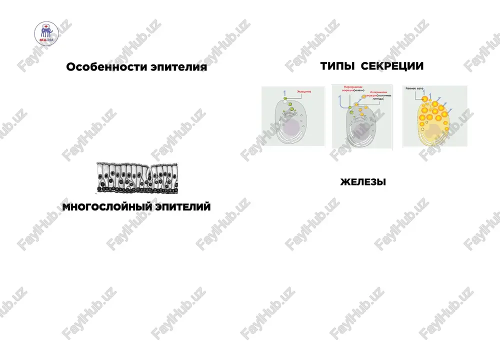 epitelialnaya tkan - Page 2