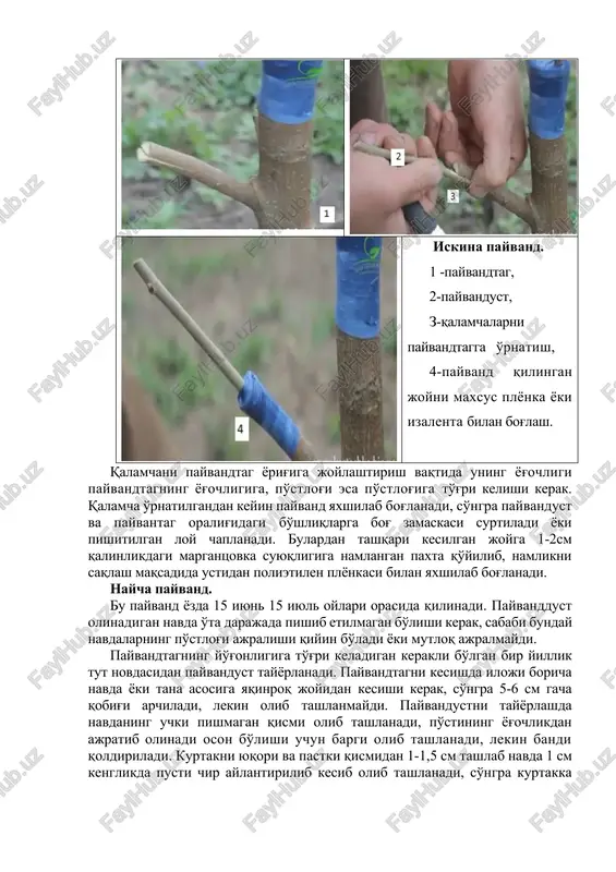 maskasi surtiladi yoki pishitilgan loy chaplanadi. bulardan tashqari kesilgan joyga 1-2sm qalinlikdagi margantsovka suyuqligiga namlangan paxta qo'yilib, namlikni saqlash maqsadida ustidan polietilen plyonkasi bilan yaxshilab bog'lanadi. naycha payvand. bu payvand yozda 15 iyun 15 iyul oylari orasida qilinadi. payvanddust olinadigan navda o'ta darajada pishib etilmagan bo'lishi kerak, sababi bunday navdalarning po'stlog'i ajralishi qiyin bo'ladi yoki mutloq ajralmaydi. payvandtagning yo'g'onligiga to'g'ri keladigan kerakli bo'lgan bir yillik tut novdasidan payvandust tayyorlanadi. payvandtagni kesishda iloji boricha navda yoki tana asosiga yaqinroq joyidan kesishi kerak, so'ngra 5-6 sm gacha qobig'i archiladi, lekin olib tashlanmaydi. payvandustni tayyorlashda navdaning uchki pishmagan qismi olib tashlanadi, po'stining yog'ochlikdan ajratib olinadi oson bo'lishi uchun bargi olib tashlanadi, lekin bandi qoldiriladi. kurtakni yuqori va pastki qismidan 1-1,5 sm tashlab navda 1 sm kenglikda pusti chir aylantirilib kesib olib tashlanadi, so'ngra kurtakka zarar yotqizmasdan payvandust po'stlog'i chapga va unga buralsa yog'ochligidan ovoz chiqarib ajraladi. ajratilgan nay shaklidagi bitta kurtakli payvandust payvandtagni …