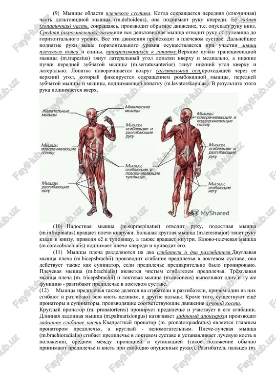 u kperedi. eyo zadnyaya (lopatochnaya) chast, sokrashayas, proizvodit obratnoe dvijenie, t.e. opuskaet ruku vniz. srednyaya (akromialnaya) chastili vsya deltovidnaya mishtsa otvodit ruku ot tulovisha do gorizontalnogo urovnya. vse eti dvijeniya proisxodyat v plechevom sustave. dalneyshee podnyatie ruki vishe gorizontalnogo urovnya osushestvlyaetsya pri uchastii mishts plechevogo poyasa i spini, prikreplyayushixsya k lopatke.verxnie puchki trapetsievidnoy mishtsi (m.trapezius) tyanut lateralniy ugol lopatki kverxu i medialno, a nijnie puchki peredney zubchatoy mishtsi (m.serratusanterior) tyanut nijniy ugol kverxu i lateralno. lopatka povorachivaetsya vokrug saggitalnoy osi,proxodyashey cherez eyo verxniy ugol, kotoriy fiksiruetsya sokrasheniem rombovidnoy mishtsi, peredney zubchatoy mishtsi i mishtsi, podnimayushey lopatku (m.levatorskapulae). v rezultate etogo ruka podnimaetsya vverx. (10) nadostnaya mishtsa (m.supraspinatus) otvodit ruku, podostnaya mishtsa (m.infrapinatus) vrashaet plecho knaruji. bolshaya kruglaya mishtsa (m.teresmajor) tyanet ruku kzadi i knizu, privodya eyo k tulovishu, a takje vrashaet knutri. klyuvo-plechevaya mishtsa (m.coracobrachialis) podnimaet plecho kperedi i privodit ego. (11) mishtsi plecha razdelyayutsya na dva sgibatelya i dva …