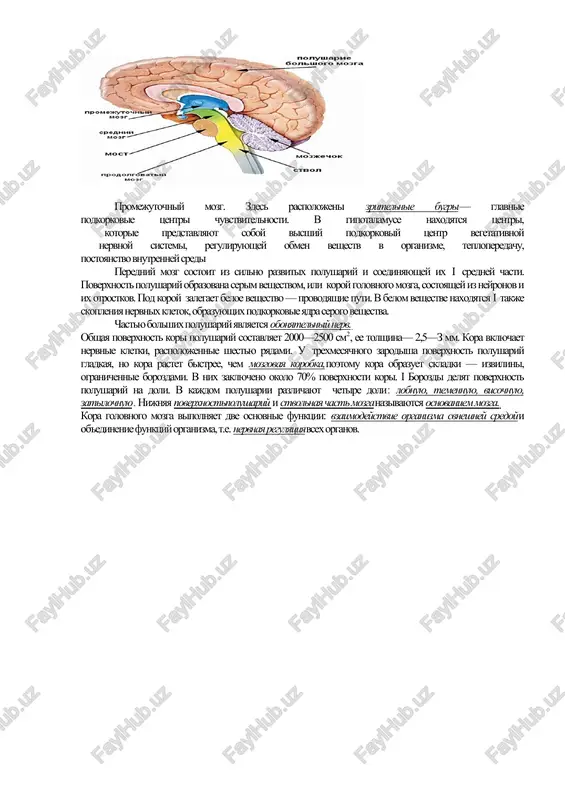 nost mozjechka sostoit iz serogo veshestva (kora). pod koroy mozjechka naxoditsya beloe veshestvo, v kotorom imeyutsya skopleniya serogo veshestva — yadra osnovnaya funktsiya mozjechka — bezuslovno—reflektornaya koordinatsiya dvijeniy. cherez spinnoy mozg po provodyashim putyam impulsi ot mozjechka postupayut k mishtsam. kontroliruet deyatelnost mozjechka kora bolshix polushariy. sredniy mozg igraet vajnuyu rol v regulyatsii tonusai osushestvlenii refleksov, blagodarya kotorim vozmojni stoyanie i xodba.chuvstvitelnie yadra srednego mozga svyazani s organami zreniya i organami sluxa. promejutochniy mozg. zdes raspolojeni zritelnie bugri— glavnie podkorkovie tsentri chuvstvitelnosti. v gipotalamuse naxodyatsya tsentri, kotorie predstavlyayut soboy visshiy podkorkoviy tsentr vegetativnoy nervnoy sistemi, reguliruyushey obmen veshestv v organizme, teploperedachu, postoyanstvo vnutrenney sredi peredniy mozg sostoit iz silno razvitix polushariy i soedinyayushey ix i sredney chasti. poverxnost polushariy obrazovana serim veshestvom, ili koroy golovnogo mozga, sostoyashey iz neyronov i ix otrostkov. pod koroy zalegaet beloe veshestvo — provodyashie puti. v belom veshestve naxodyatsya i takje skopleniya nervnix kletok, obrazuyushix …